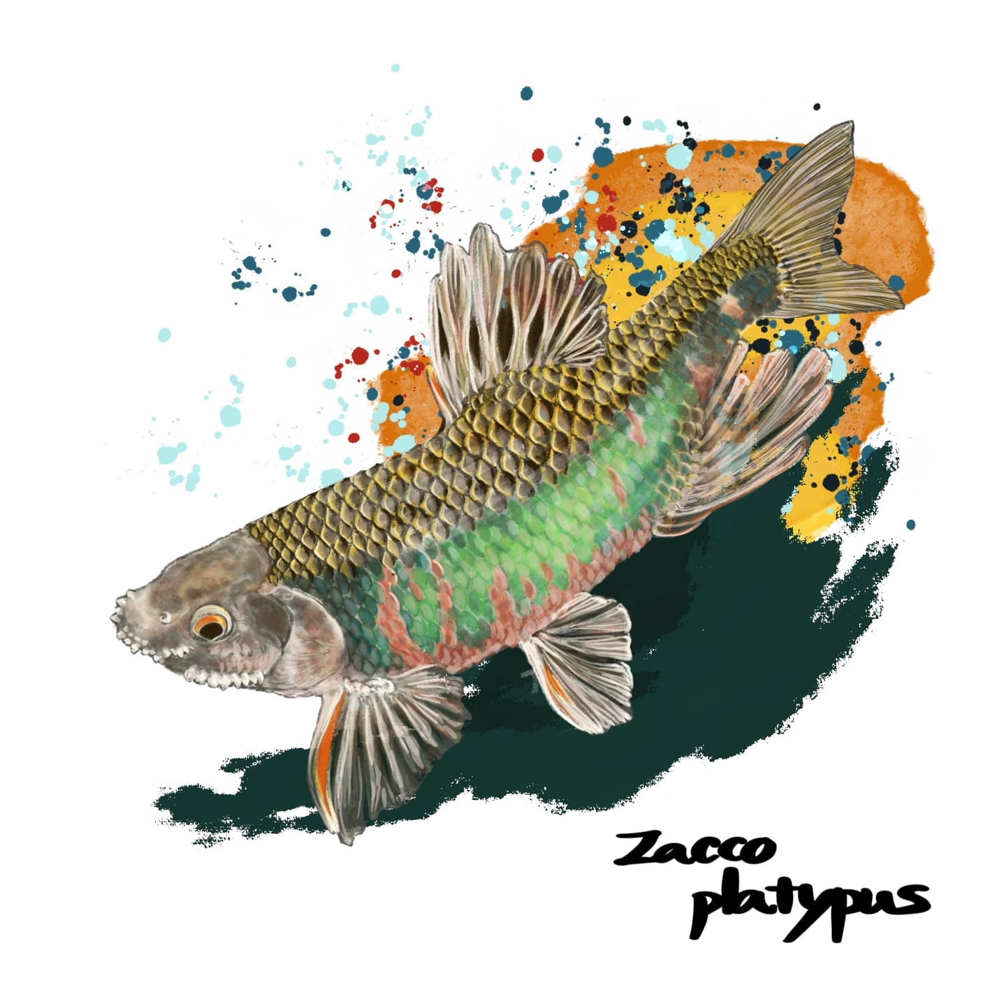 婚姻色が漂うオイカワ雄の姿を描いたイラスト