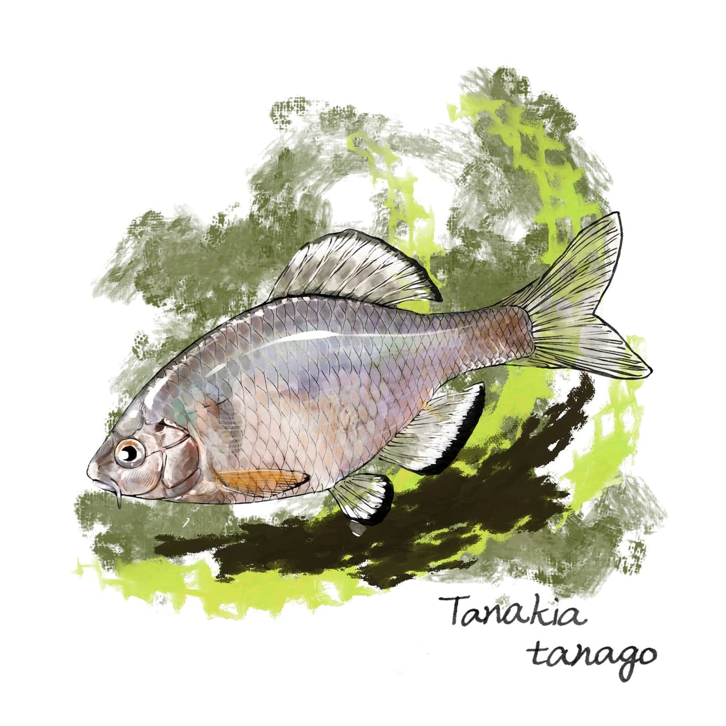 希少種ミヤコタナゴの姿を正確に表現したイラスト