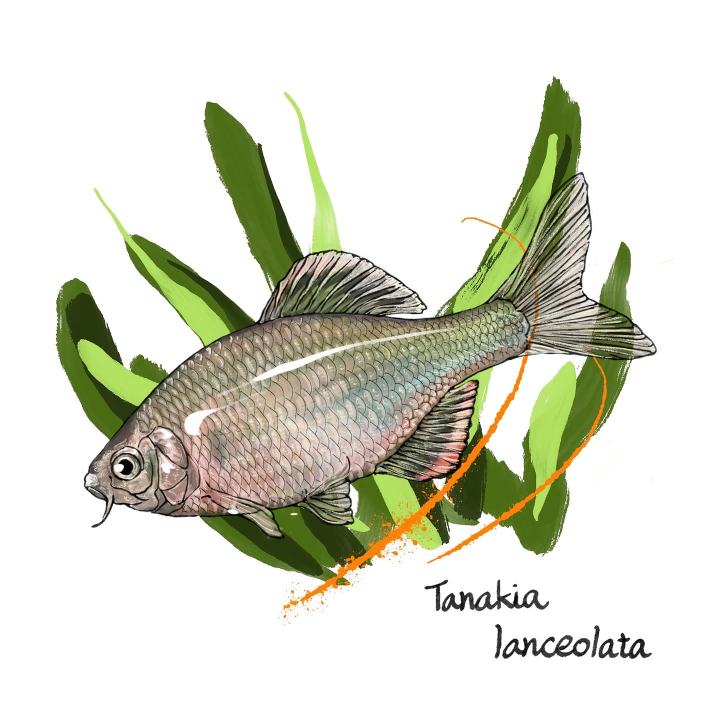 細長い体型が特徴のヤリタナゴの淡水魚図