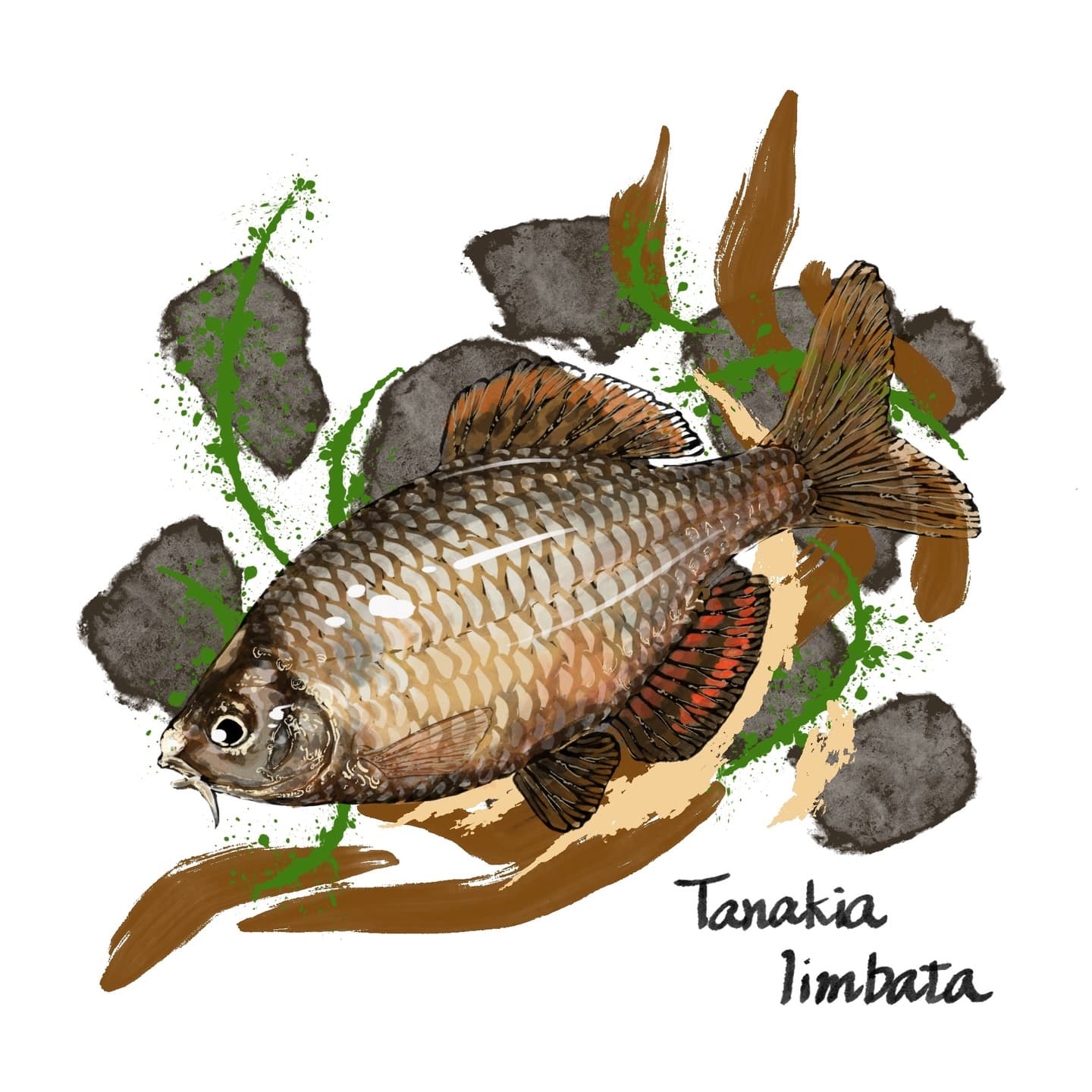 丸みある体型のアブラボテの形態図