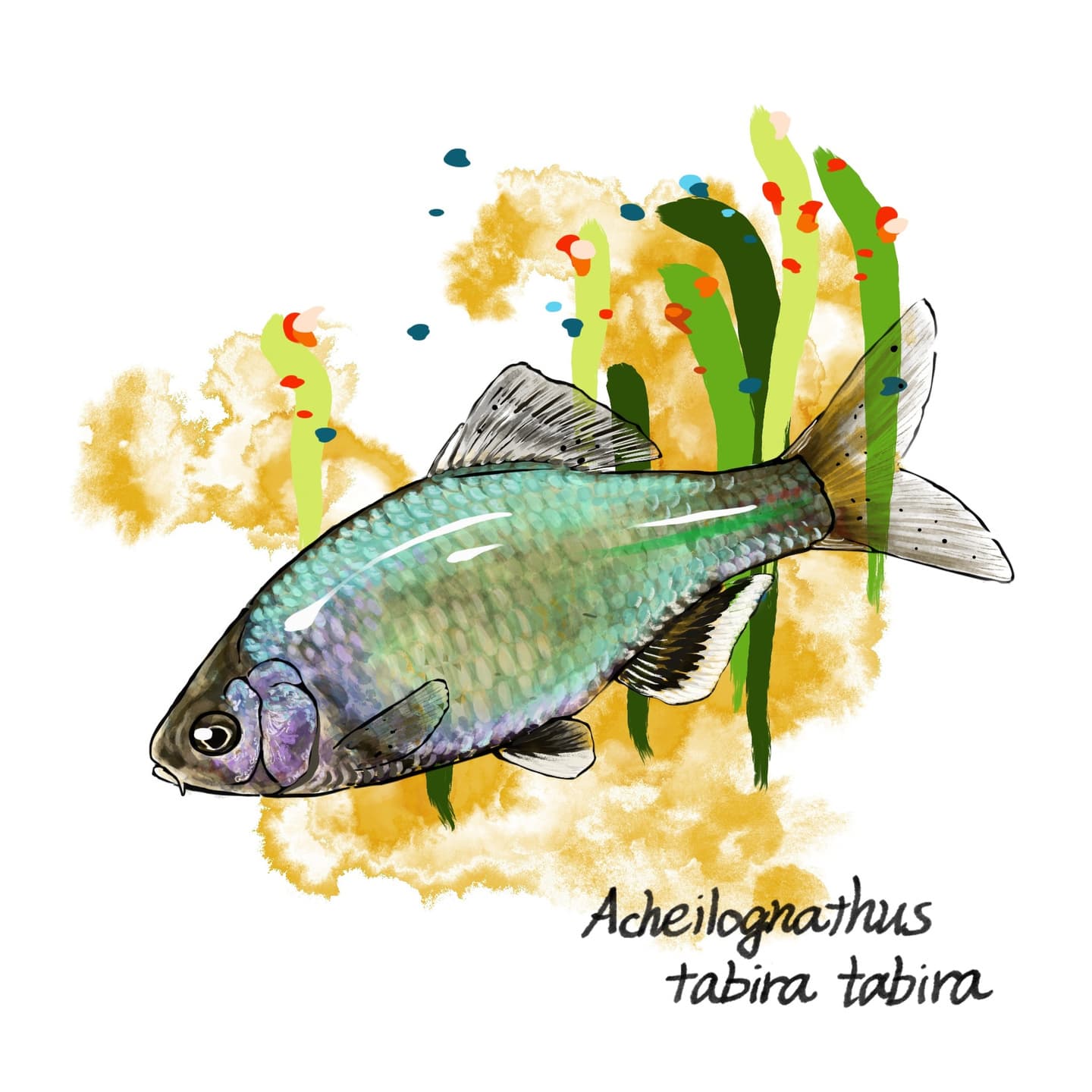 白い臀鰭が特徴のシロヒレタビラの詳細イラスト