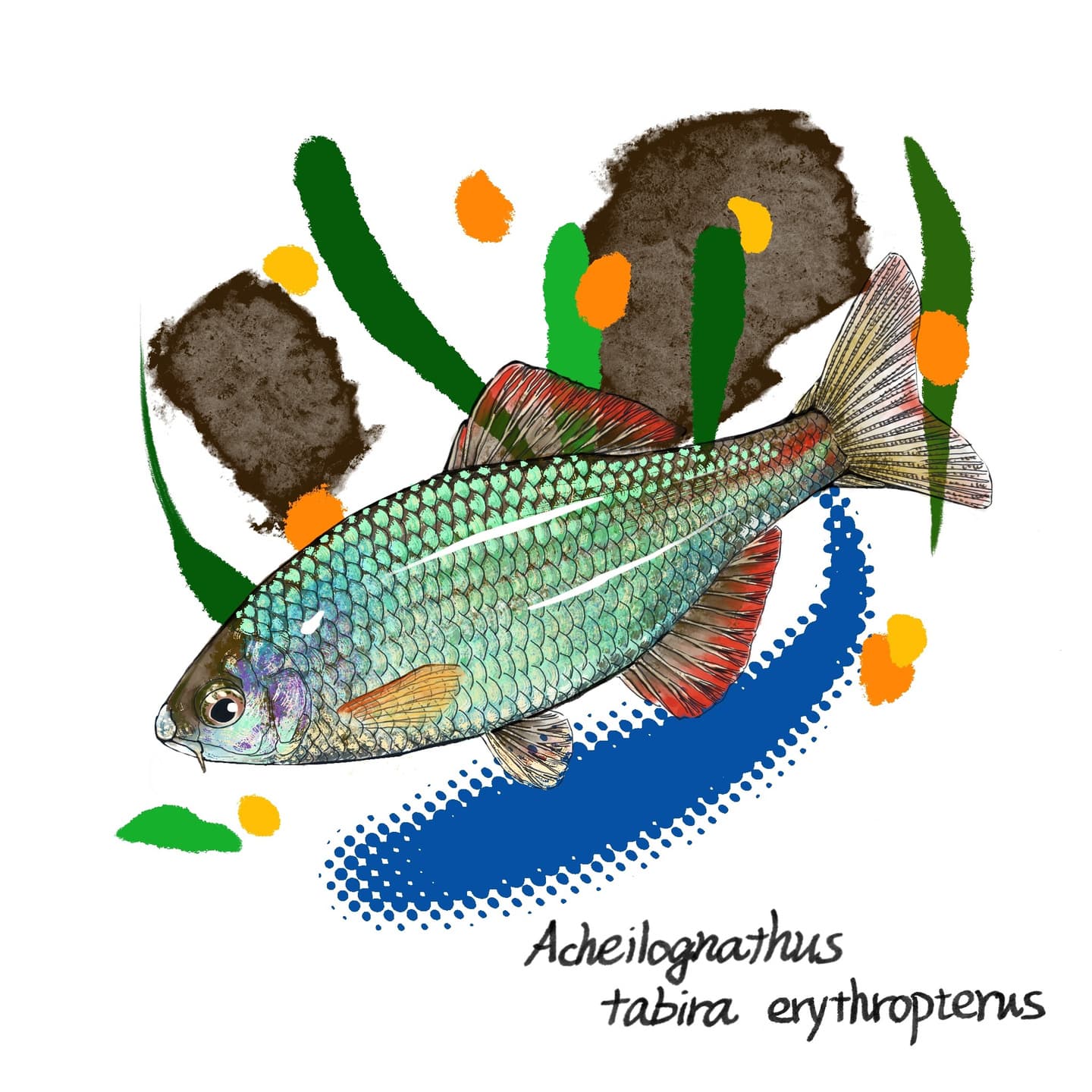 赤く色づくヒレが目立つアカヒレタビラのイラスト