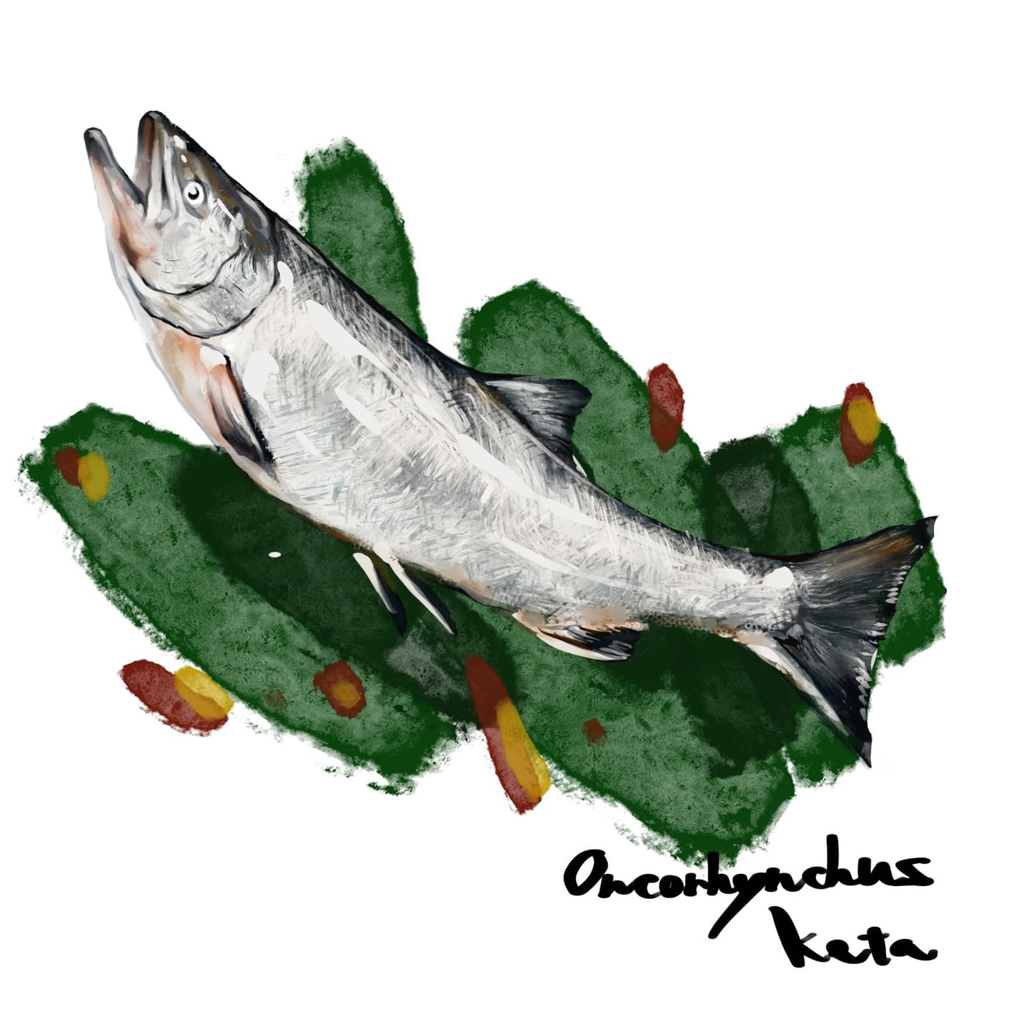 川を遡上するサケの姿を描いたイラスト