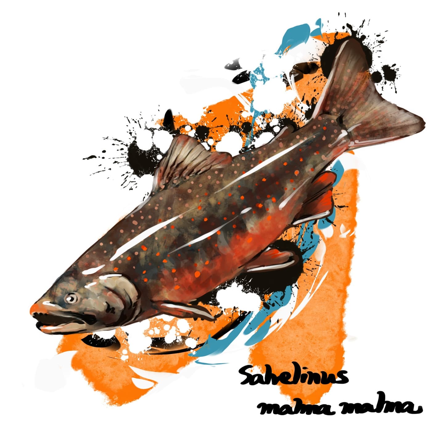 北海道中心のオショロコマを描いた鮮明イラスト