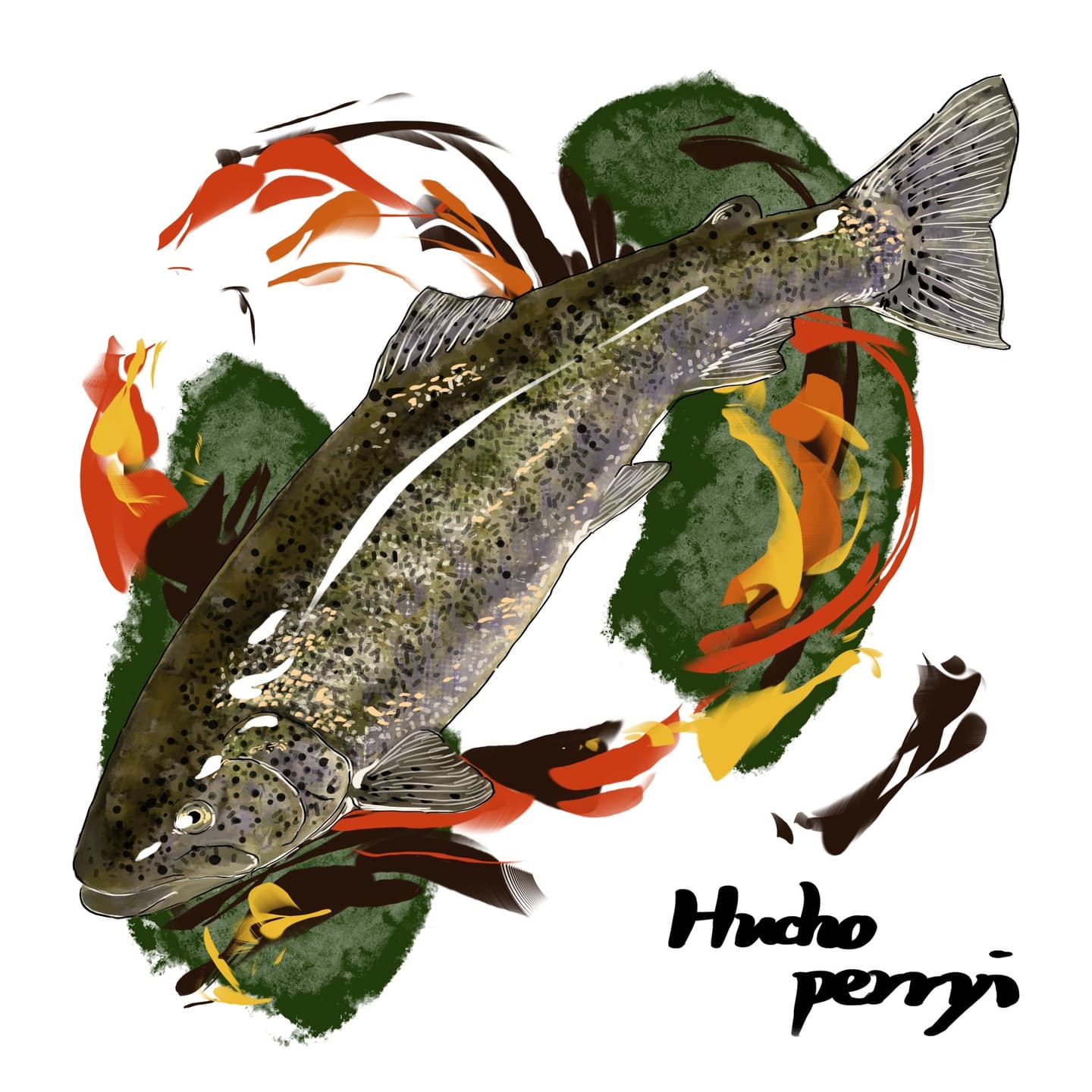 大型捕食魚イトウの姿勢と体形を描いたイラスト