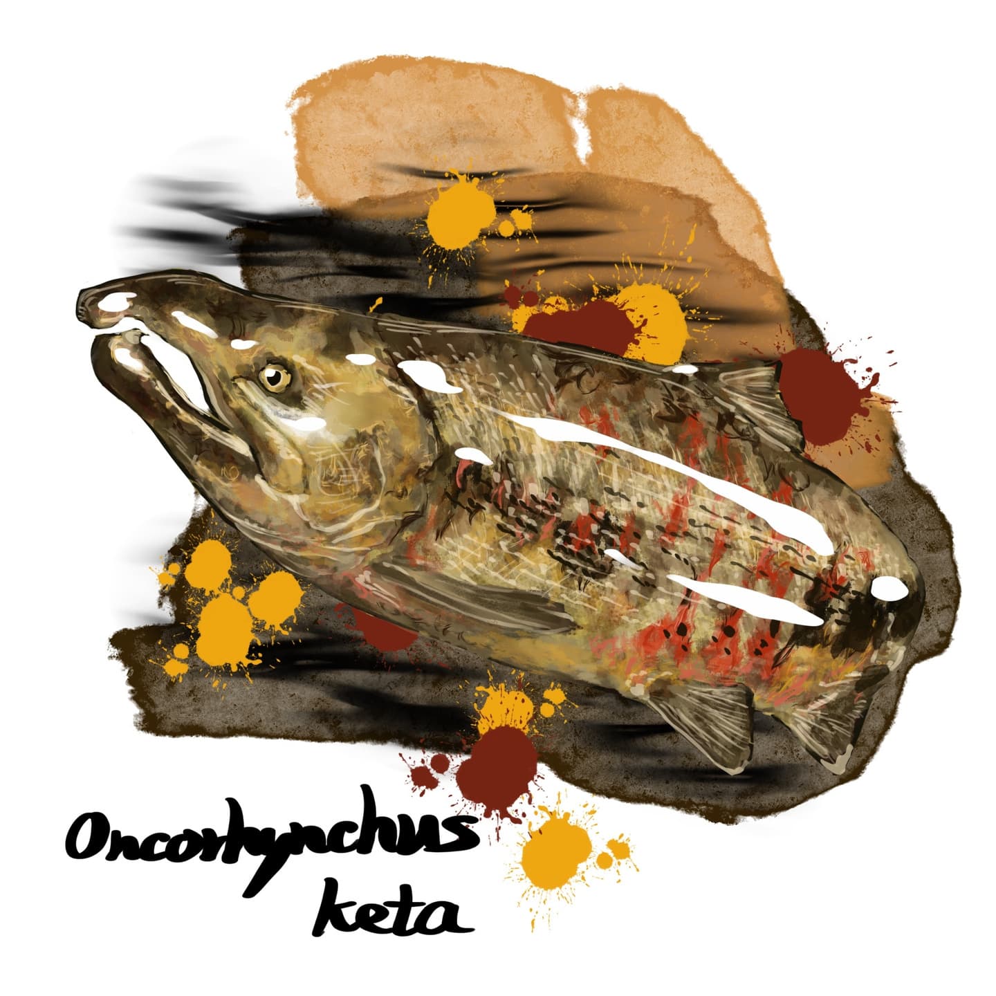 顎が湾曲するサケ繁殖期雄個体のイラスト