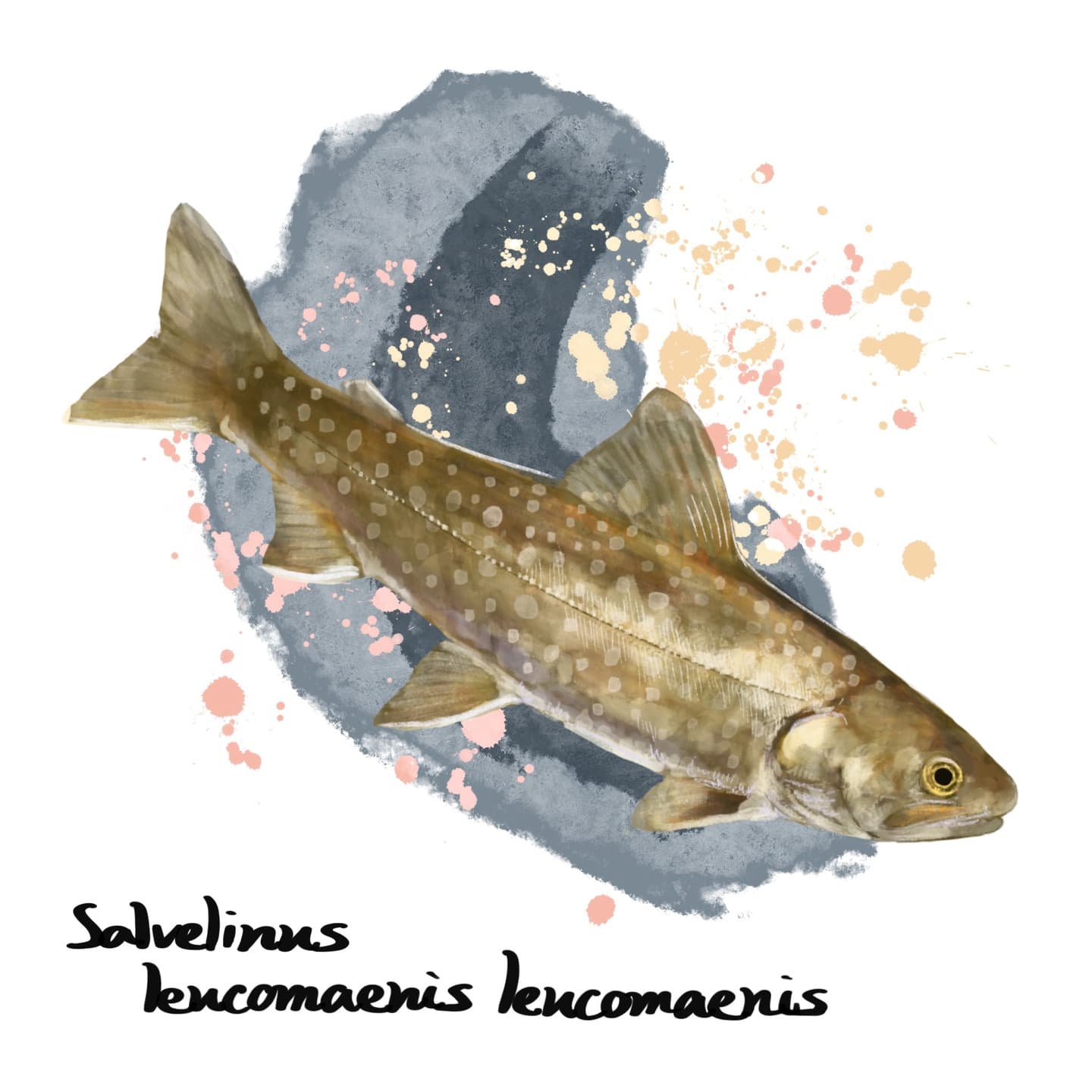 白斑点が特徴のアメマスの淡水魚イラスト