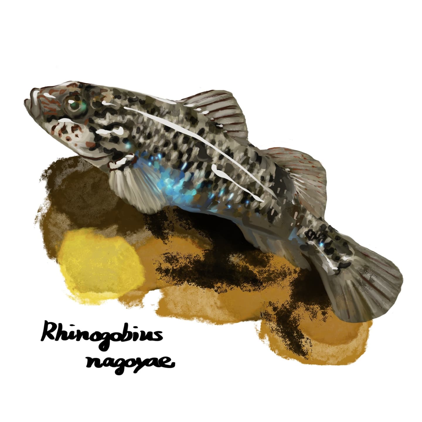 縦縞模様のシマヨシノボリを描いた魚類イラスト