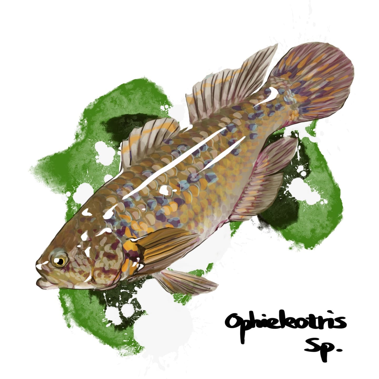 オレンジ斑紋をもつタメトモハゼの淡水魚図