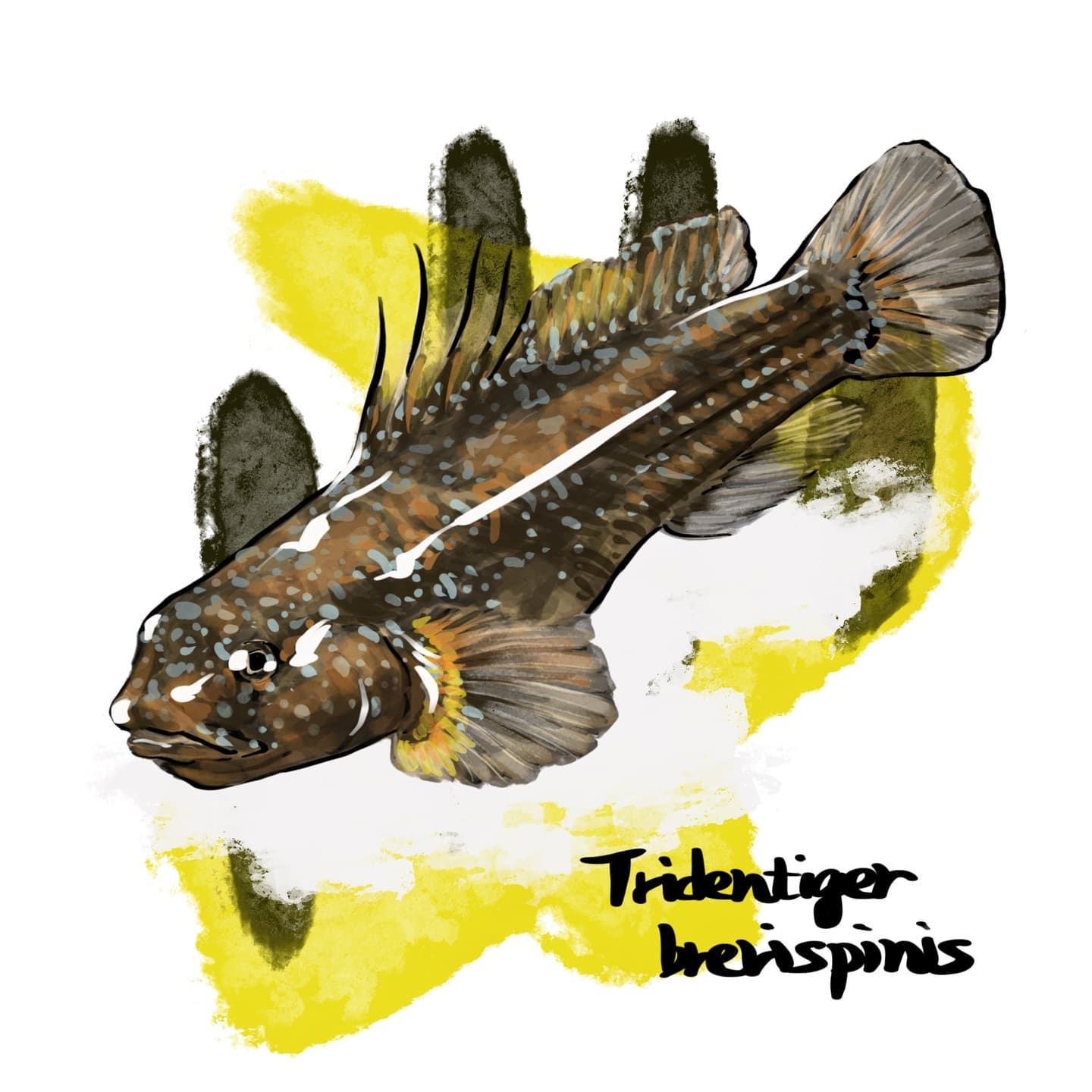 耐環境性に富むヌマチチブの淡水魚図