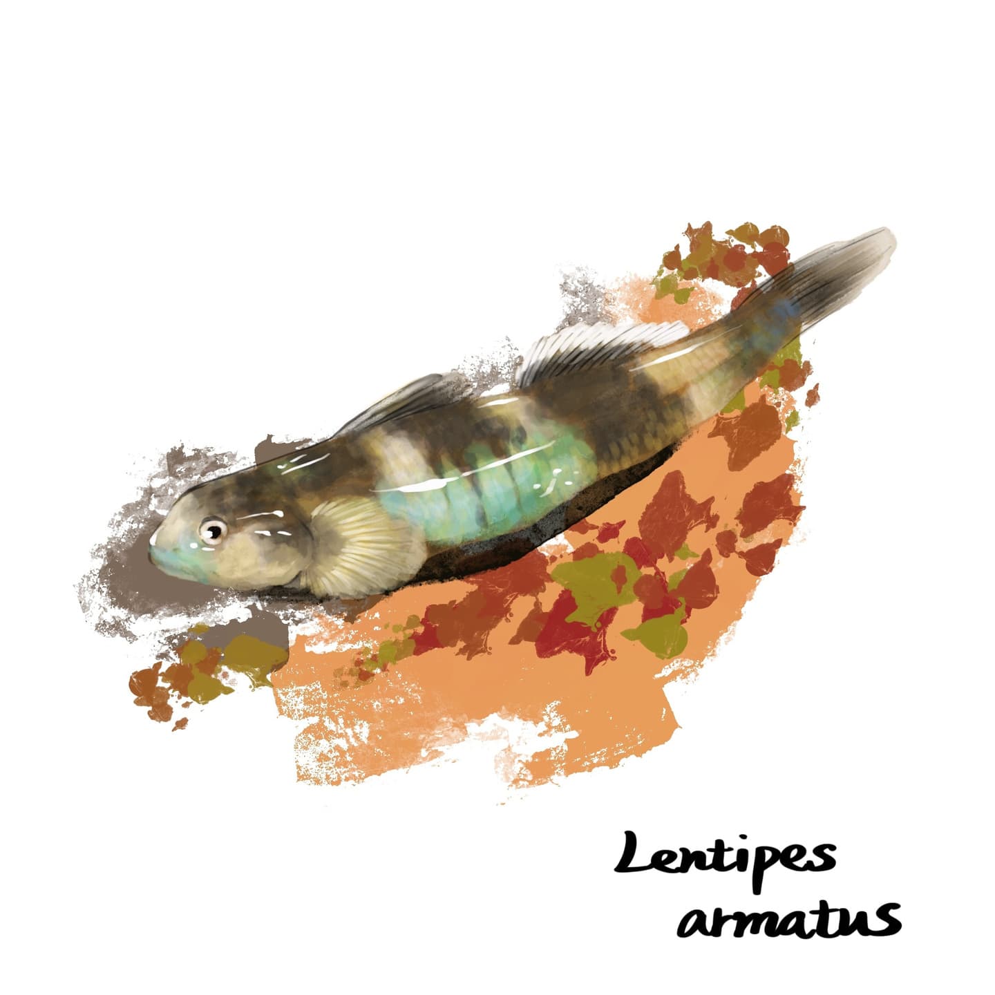 鱗が発達したヨロイボウズハゼの詳細イラスト