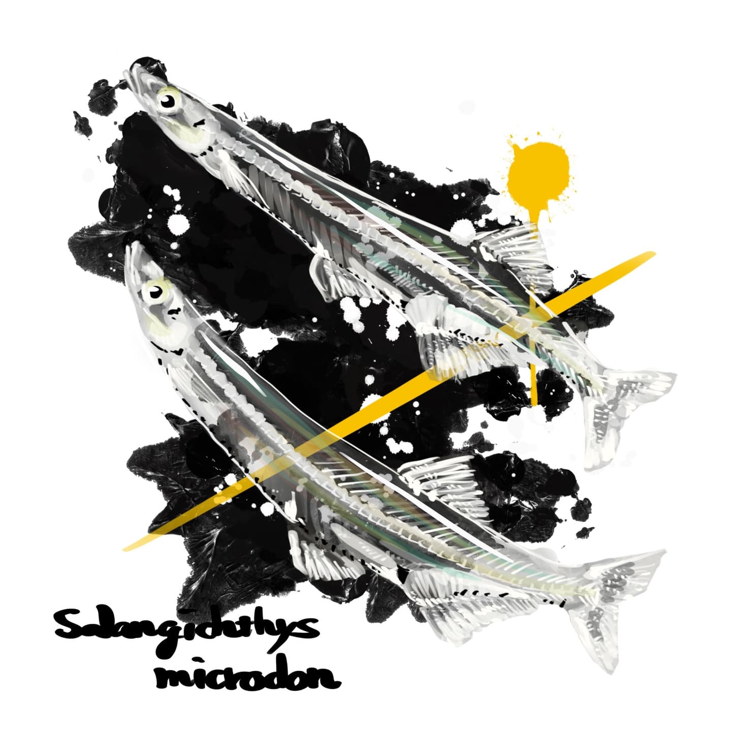 透明感あるシラウオの淡水魚図