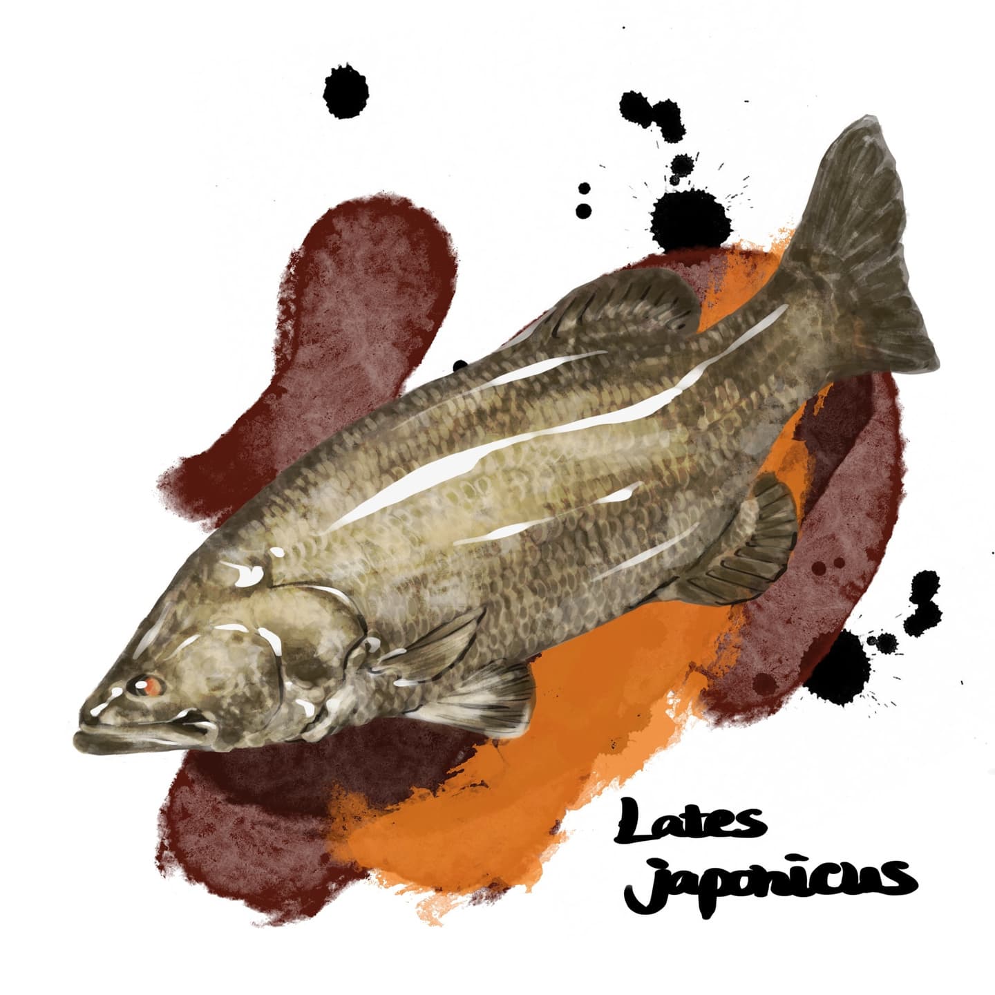 赤目を特徴とするアカメの精密イラスト