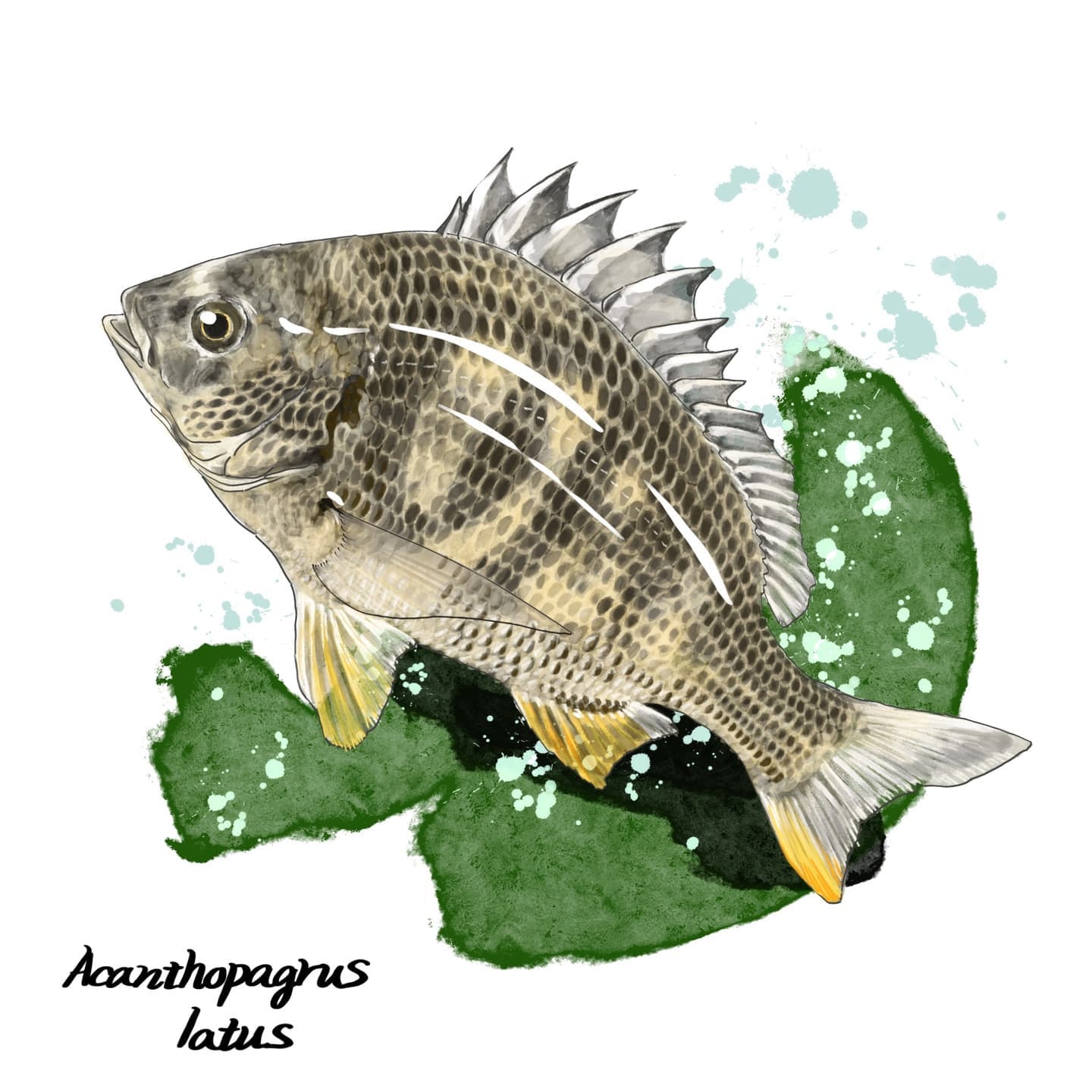 黄色味のヒレをもつキチヌの淡水域イラスト