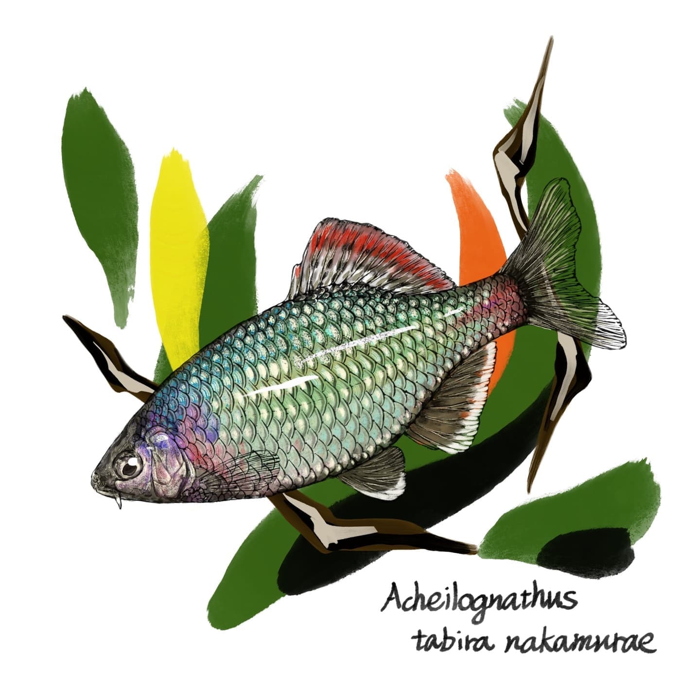 背星模様が特徴のセボシタビラの淡水魚図