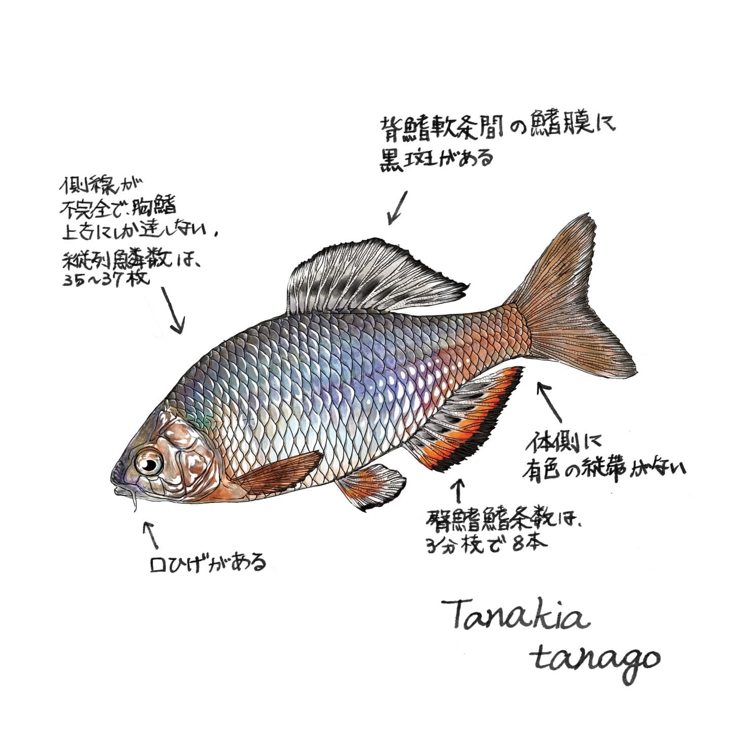 ミヤコタナゴの形態的特徴を示したイラスト