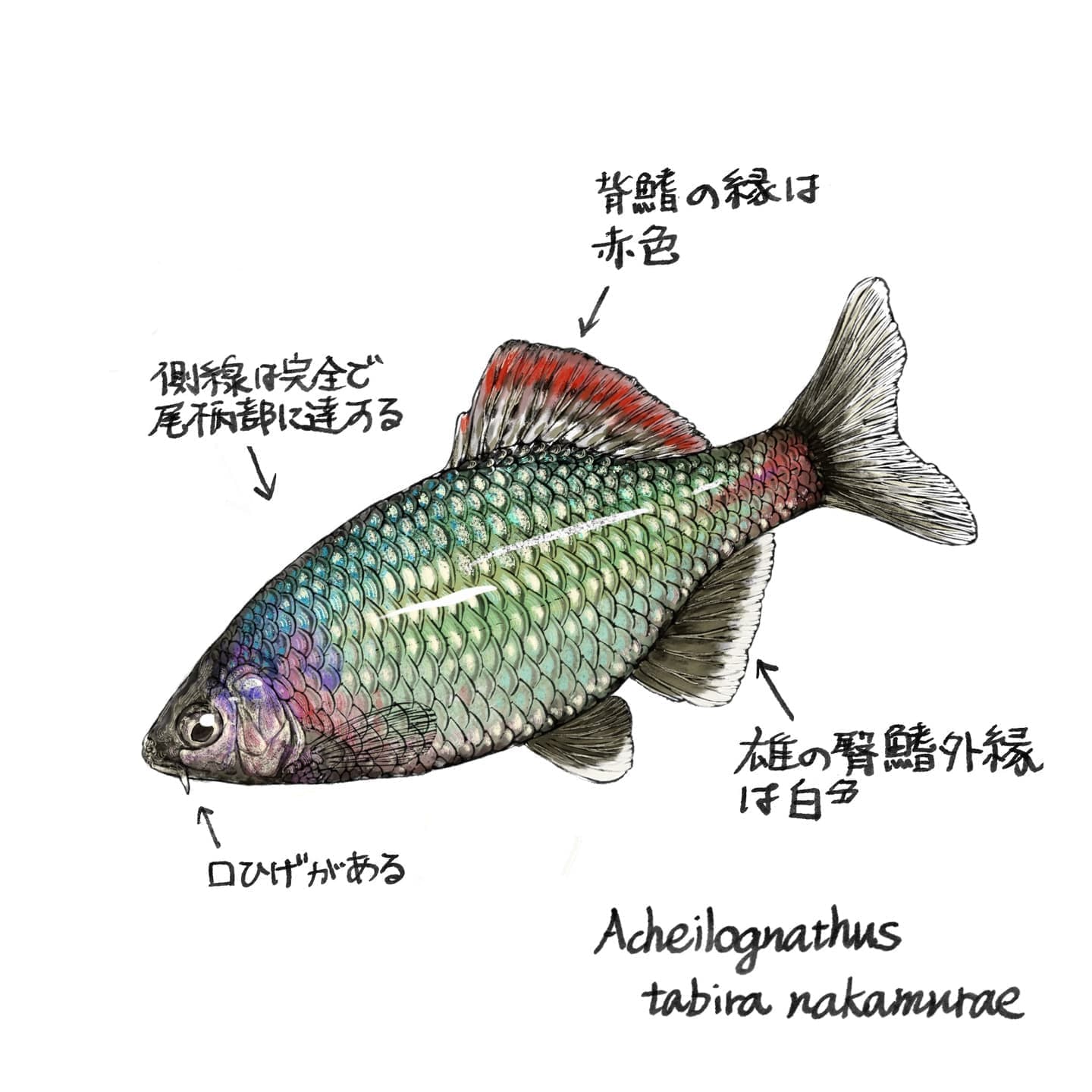 スズキとマサバのイラスト図解。上にはスズキ（Lateolabrax japonicus）が描かれており、背ビレの棘条（きょくじょう）と軟条（なんじょう）が矢印で示されている。下にはマサバ（Scomber japonicus）が描かれており、小離鰭（しょうりき）が矢印で示されている。