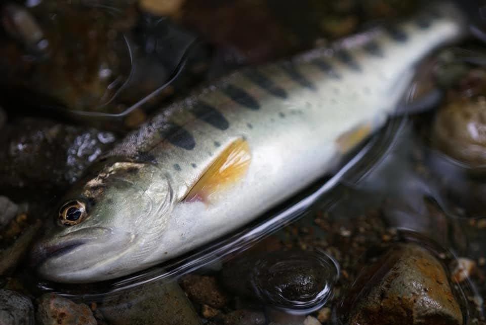 ヤマメ：写真は情報量が多い一方、説明に必要な特徴が読み取りにくい場合があります。