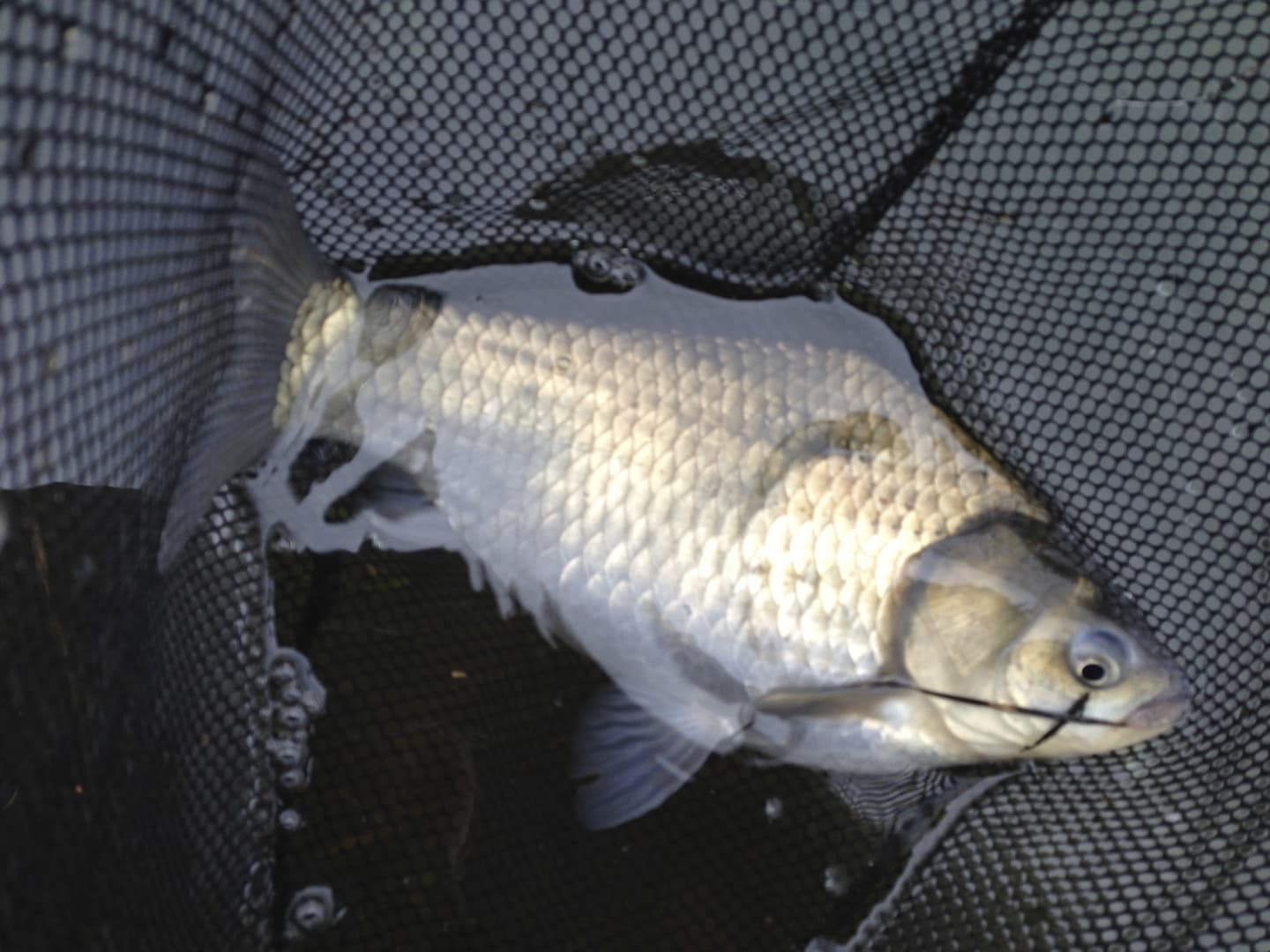 ヘラブナ：写真や素材画像では、判断に必要な特徴が読み取りにくい場合があります