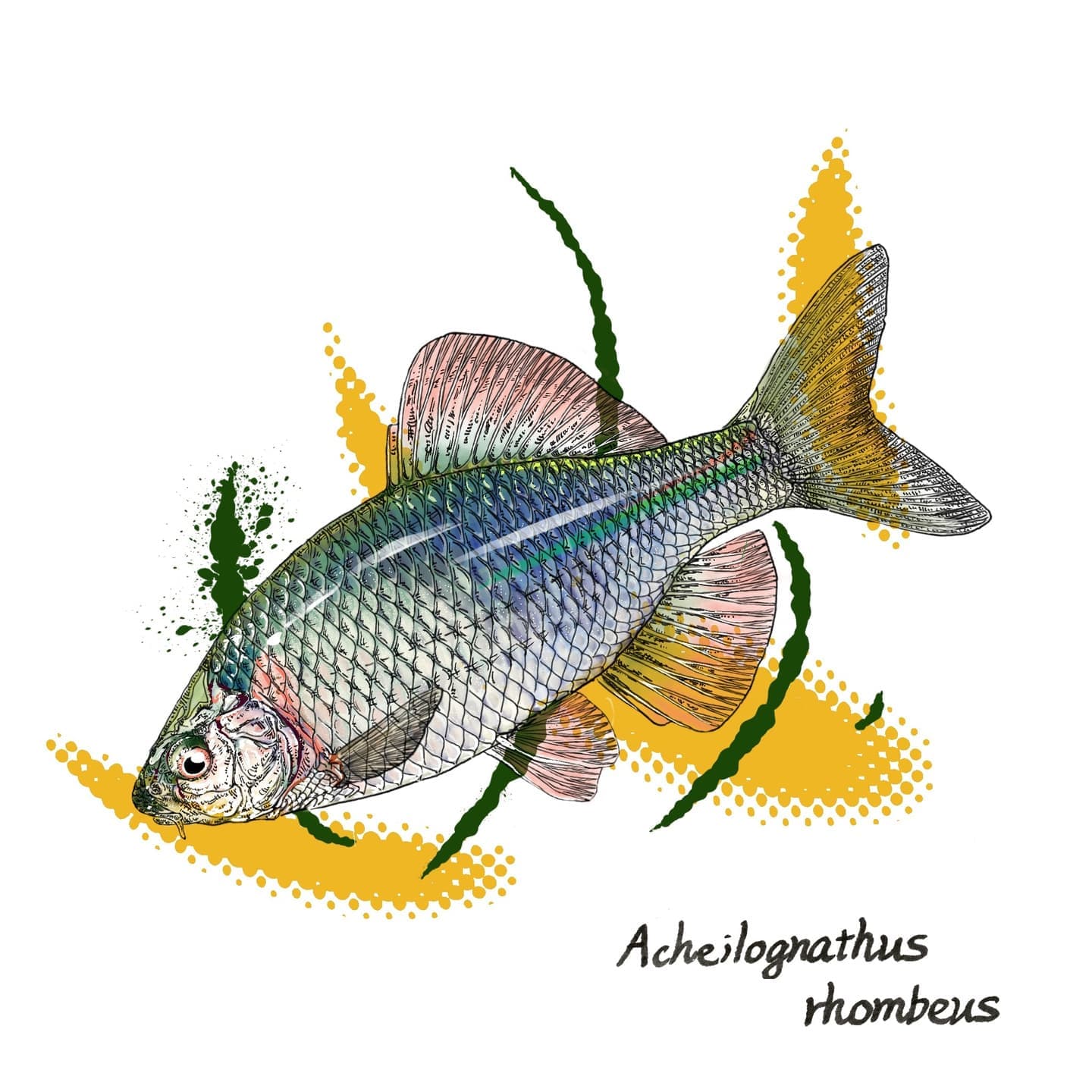 カネヒラの形態が分かる淡水魚イラスト。側扁した体型と繁殖期に発色する青緑色の体色を正確に描写