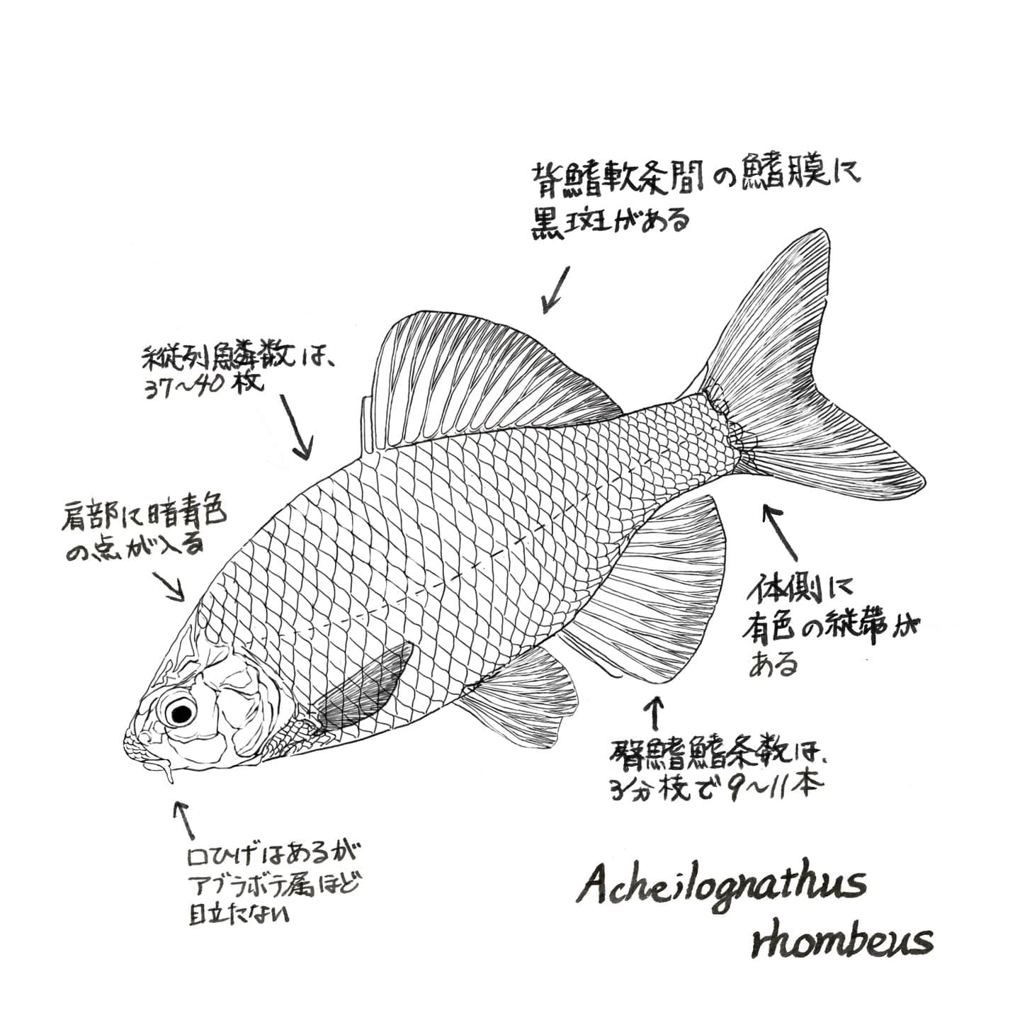 カネヒラ：説明に必要な特徴だけを整理して示すことで、誤解を避けることができます。