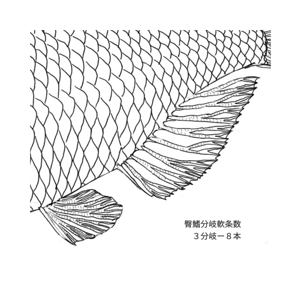 魚の同定におけるポイントを解説するイラスト