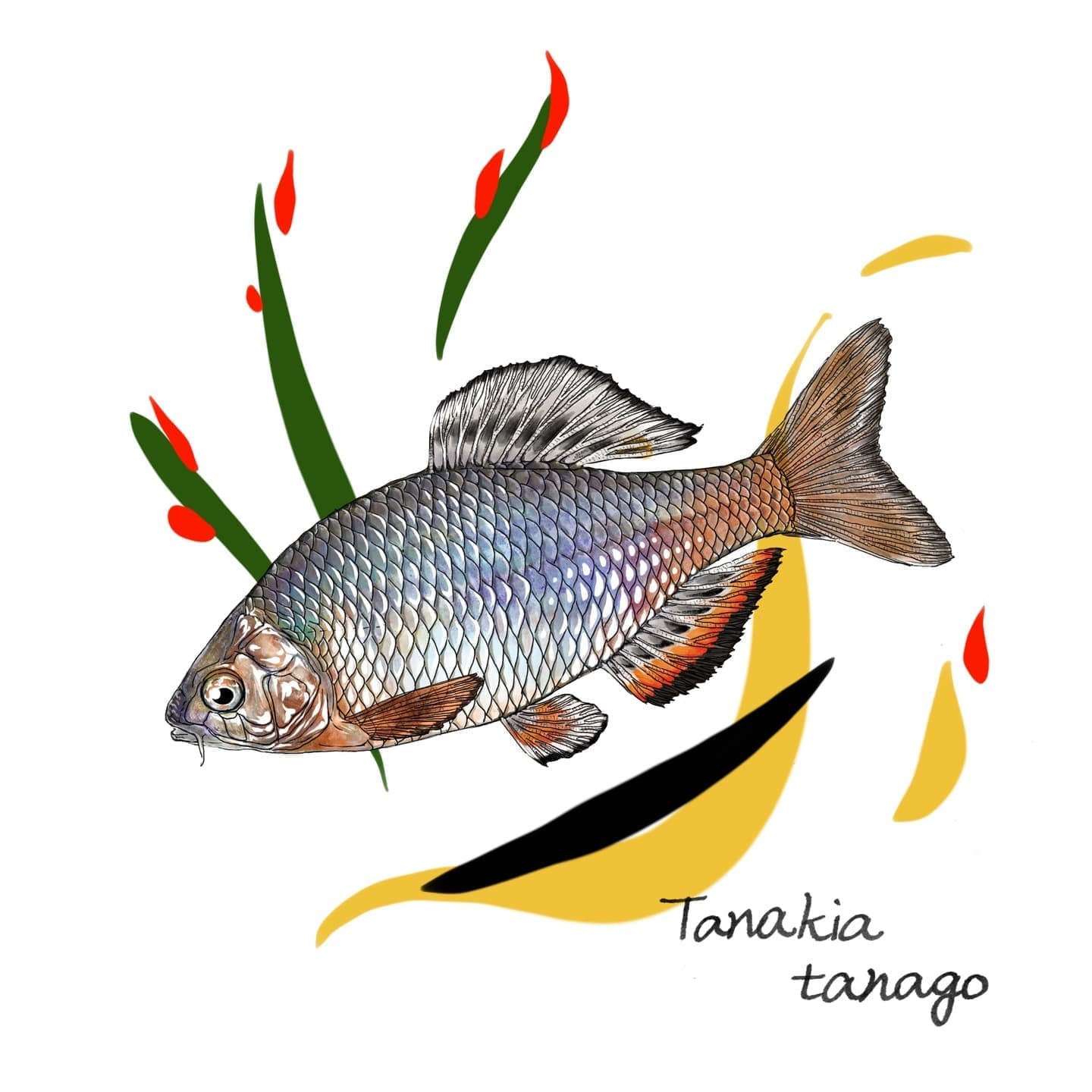 ミヤコタナゴの正確なイラスト