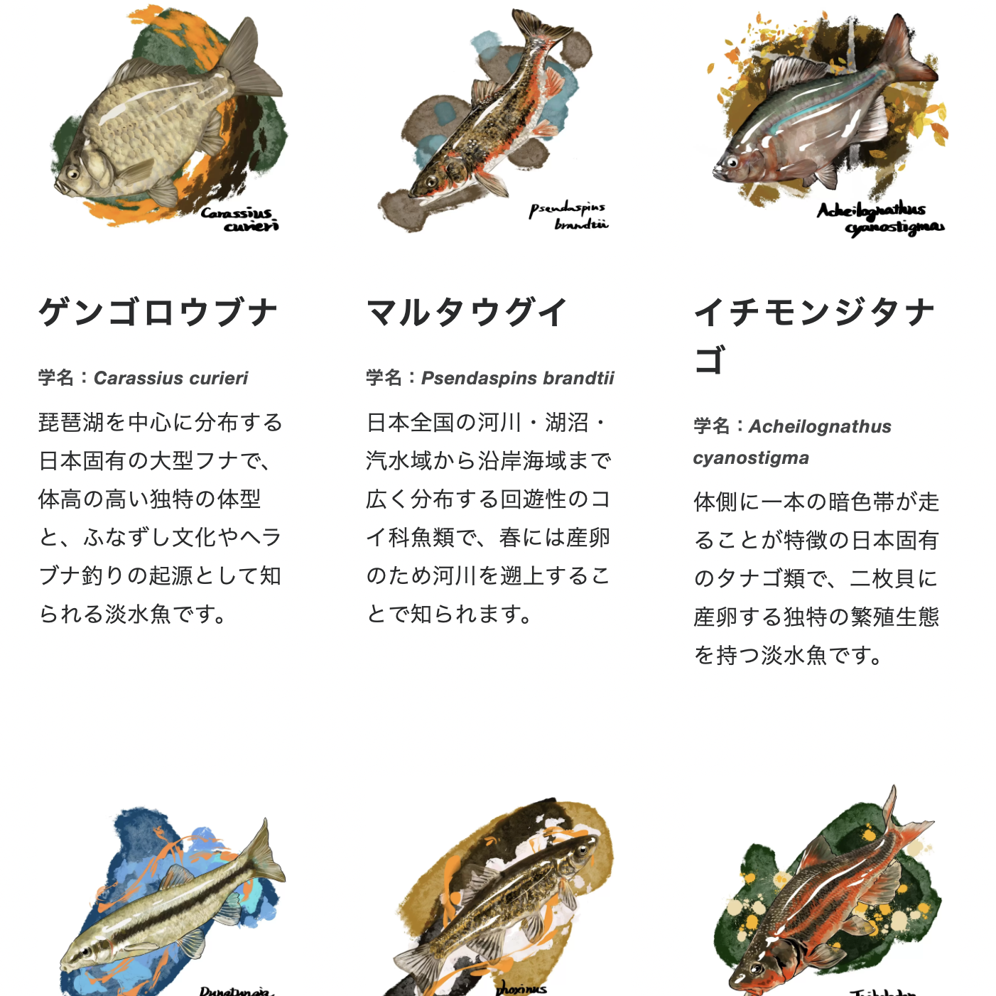 キチヌ：展示・教材で魚イラストに正確さが必要になることを示すイラスト
