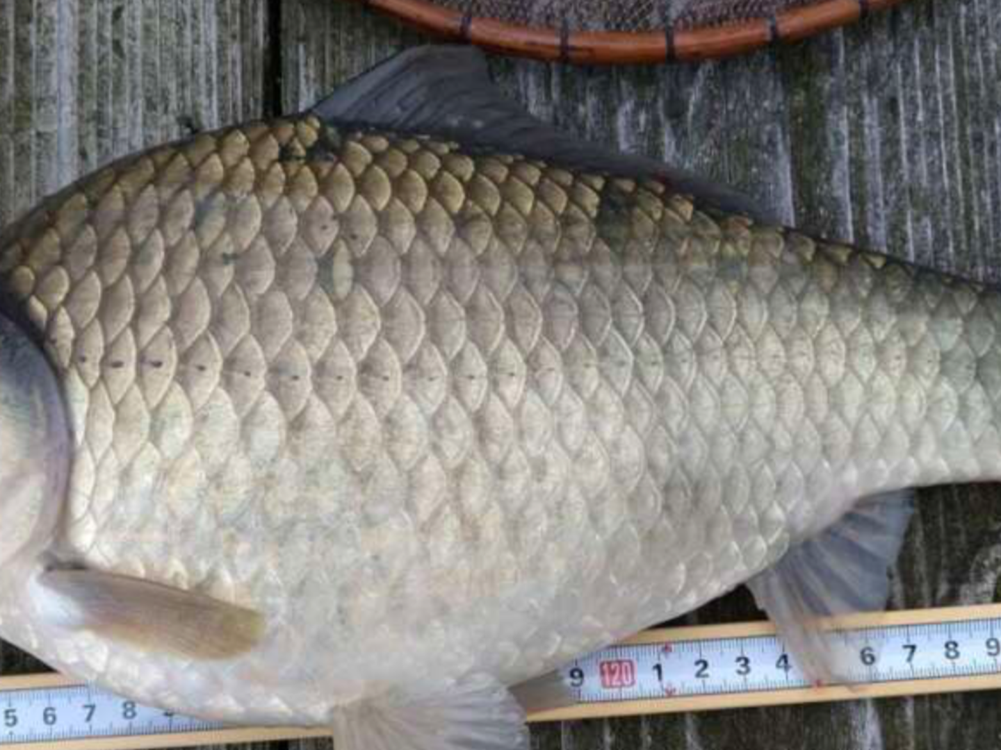 魚の側線の写真