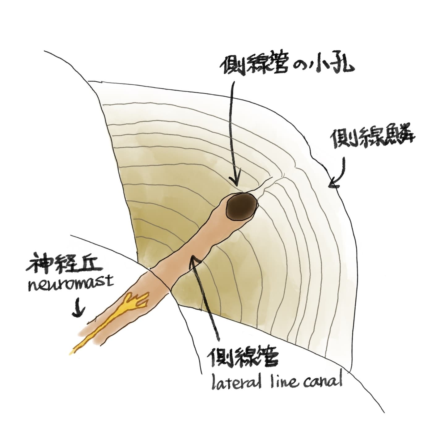 魚の側線構造を示す模式イラスト