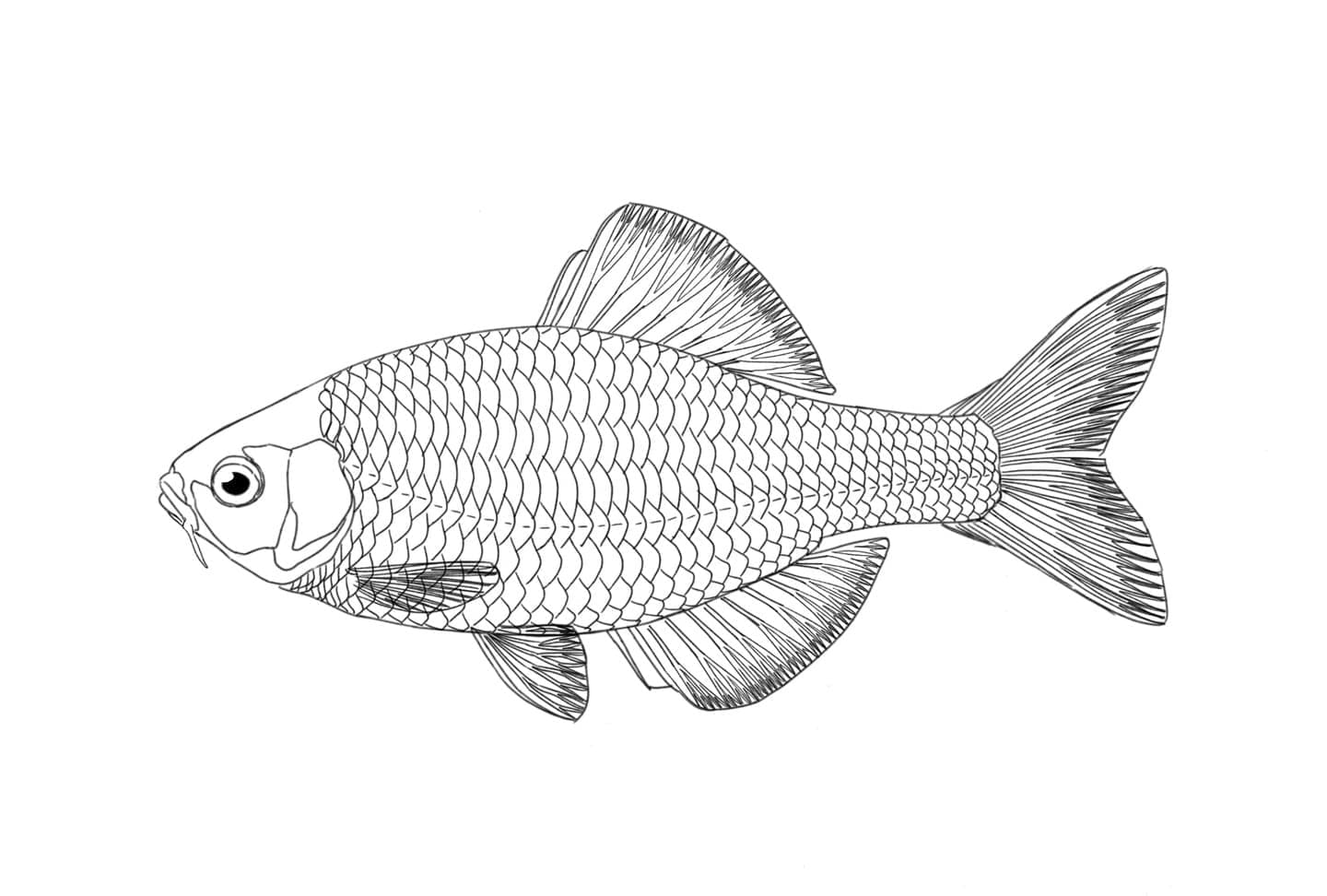 制作プロセスの第一段階で、形態学的に正確性を反映した線画の魚イラスト
