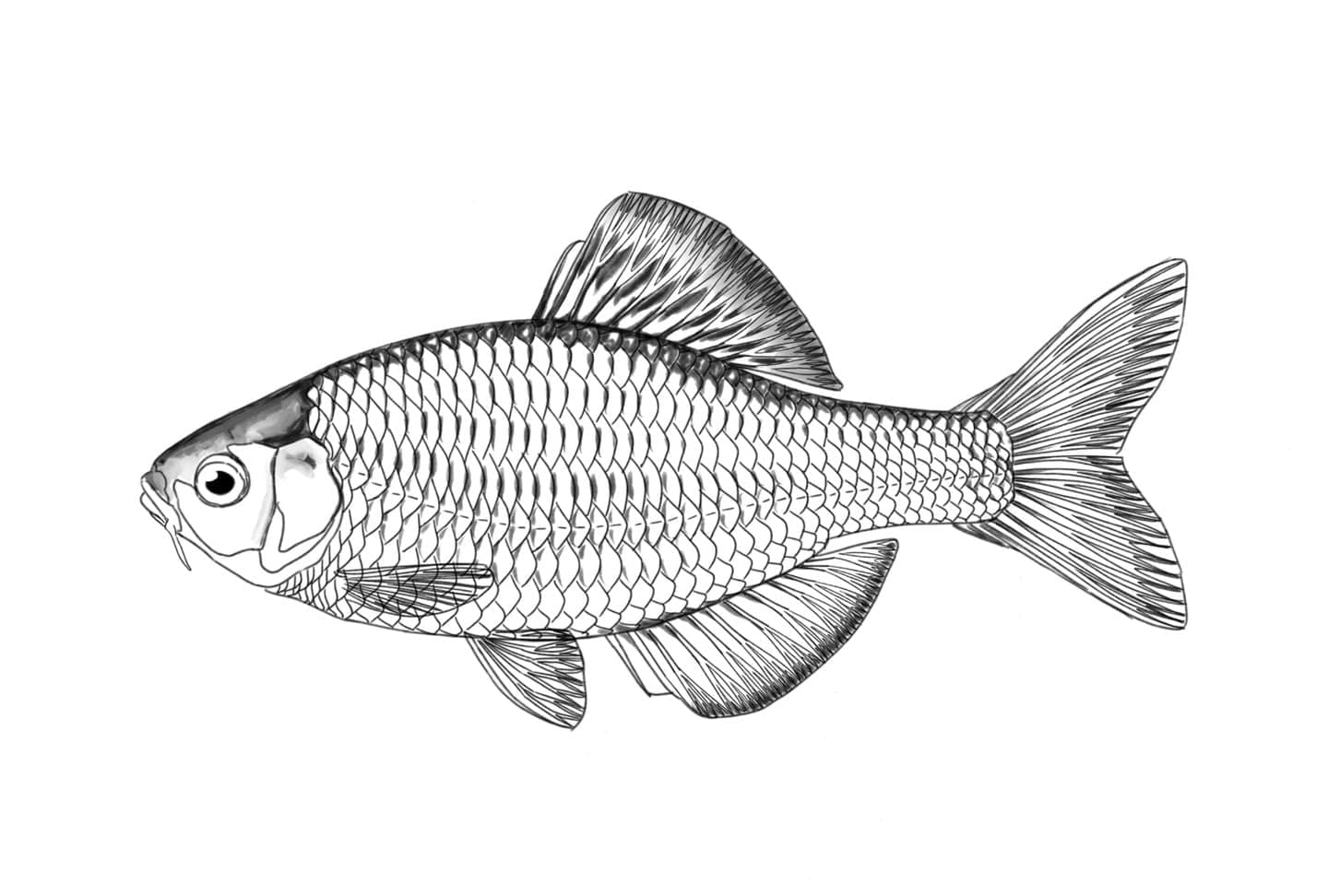 制作プロセスの第二段階で、線画に立体感を持たせて質感を出すために陰影を加えた魚イラスト