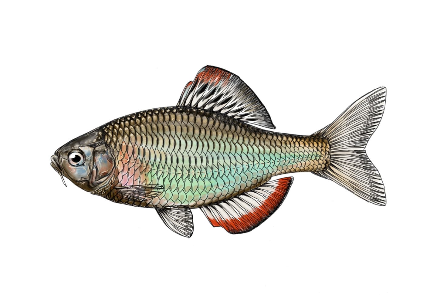 ヤリタナゴの横向き比較用イラスト。細身の体型と鰭位置差が確認できる統一構図。