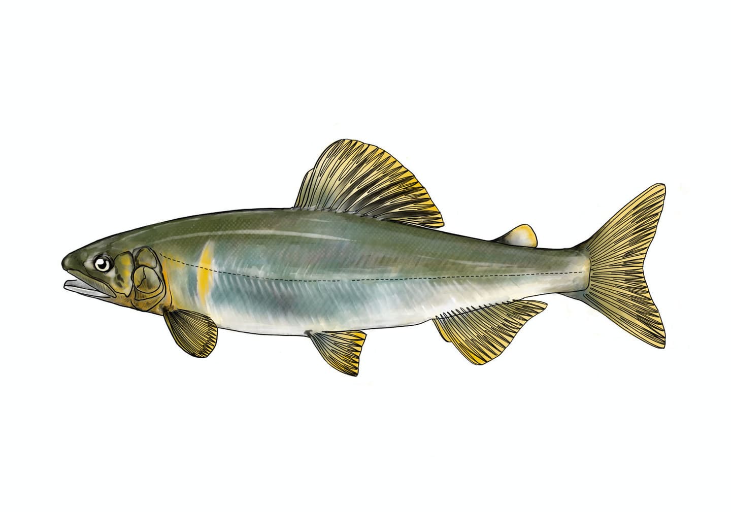 アユ（Plecoglossus altivelis）の成魚側面図イラスト。体高比や背鰭位置、下顎の突出など形態的特徴を正確に描写。