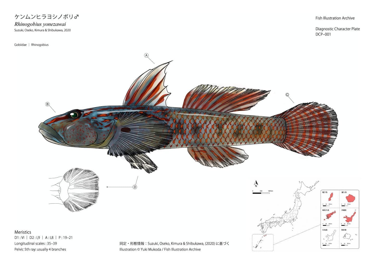 Diagnostic Character Plate（診断形質図版）として制作したケンムンヒラヨシノボリ（Rhinogobius yonezawai）雄の魚類図版。全身の側面図に第一背鰭、頭部、尾鰭、腹鰭の診断形質をA〜Dで示し、腹鰭の拡大図、計数形質（Meristics）、日本国内の確認分布図を併記した分類学的魚類イラスト。