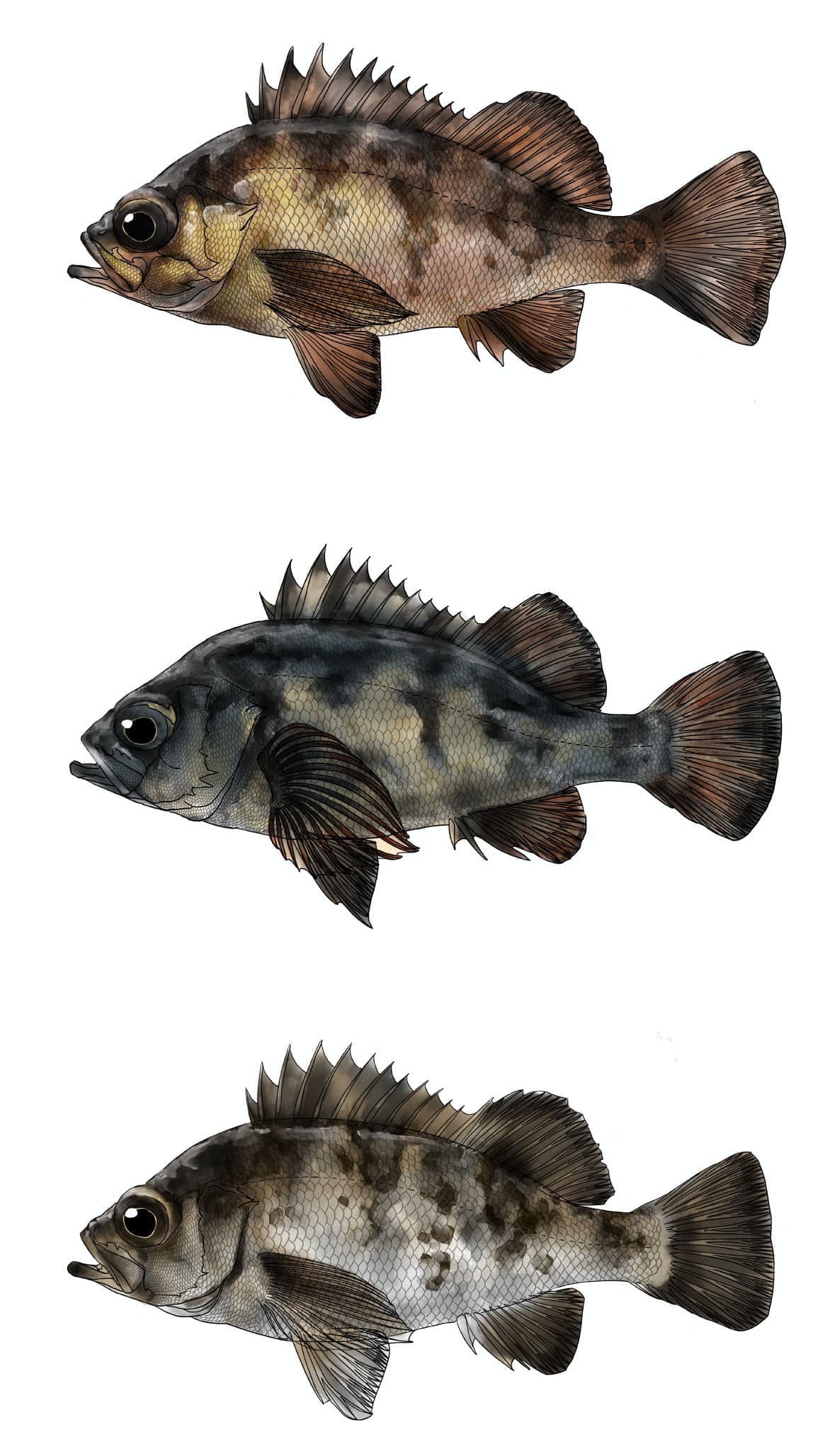 メバル類5種の比較図版。アカメバル、クロメバル、シロメバルの側面形態を同一スケールで比較した魚類イラスト。