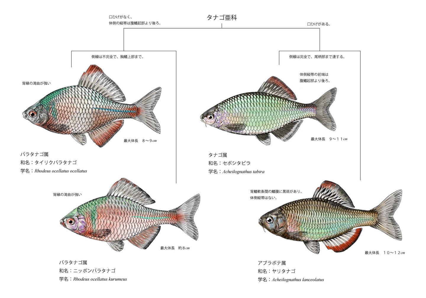 タナゴ属4種の比較図。ヤリタナゴ、セボシタビラ、ニッポンバラタナゴ、タイリクバラタナゴの側面形態を同一スケールで示し、識別に必要な形態差異を整理した図版。