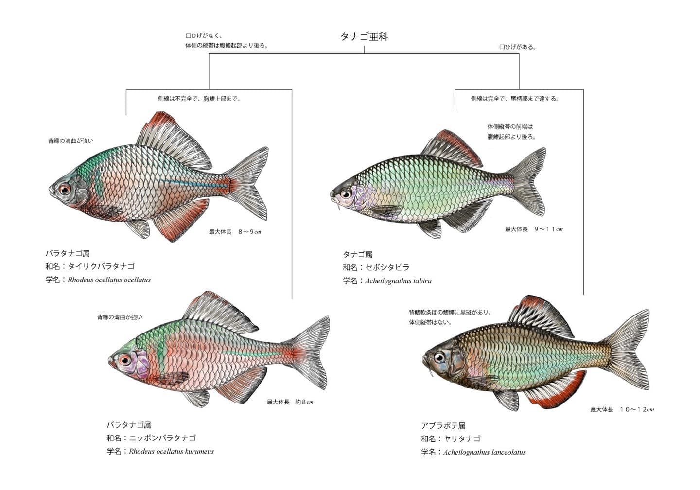 タナゴ4種の比較図。ヤリタナゴ、セボシタビラ、ニッポンバラタナゴ、タイリクバラタナゴの側面形態を同一スケールで示し、識別に必要な形態差異を整理した図版。