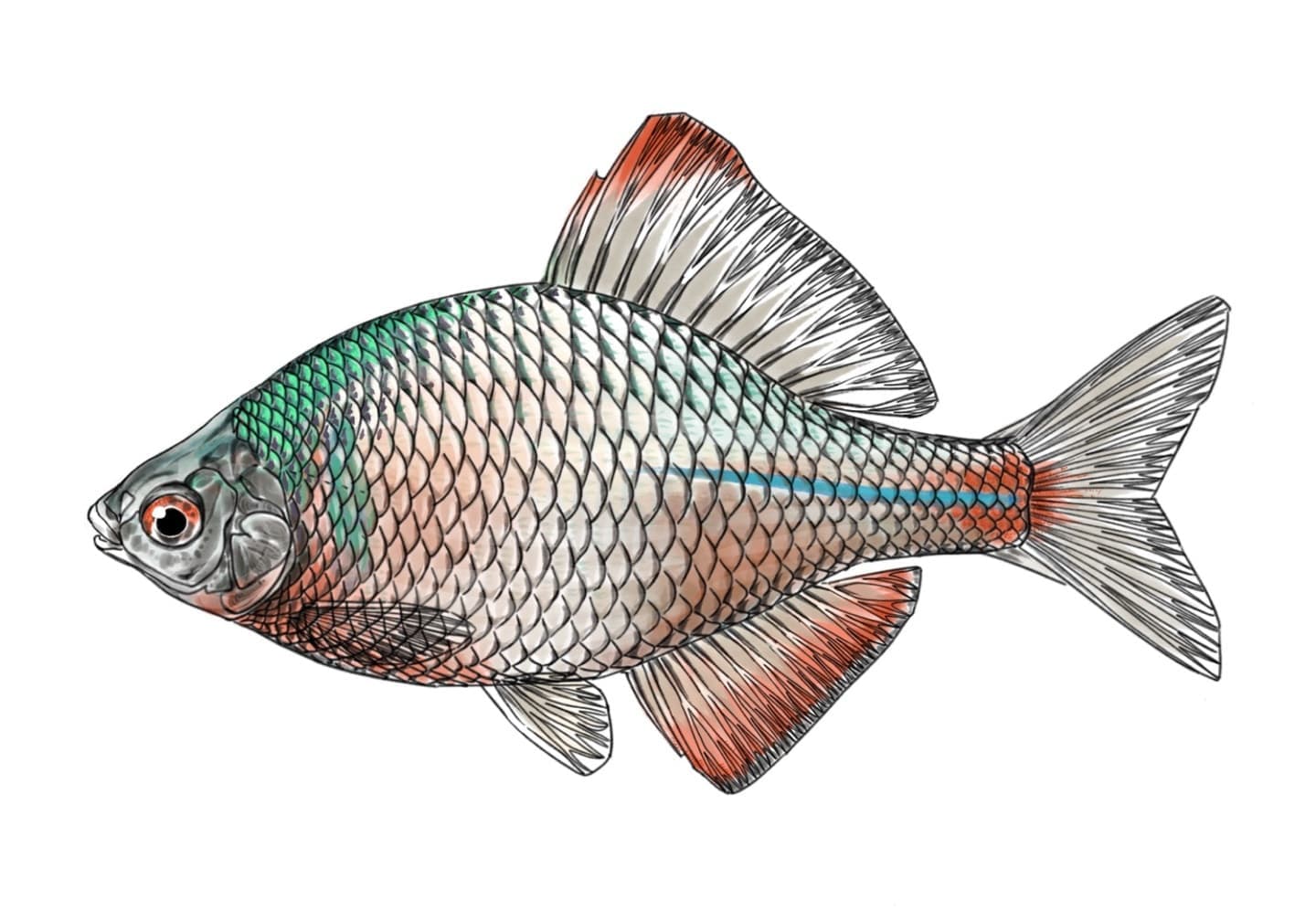 タイリクバラタナゴの魚類図版。体高の高い体型と銀白色をベースに虹色の体色を持つタナゴ類の側面形態図。