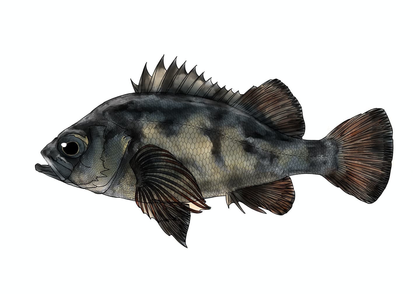 クロメバルの魚類図版。黒色の体色と発達した鰭、頭部に弱い棘を持つ形態を示した側面図。