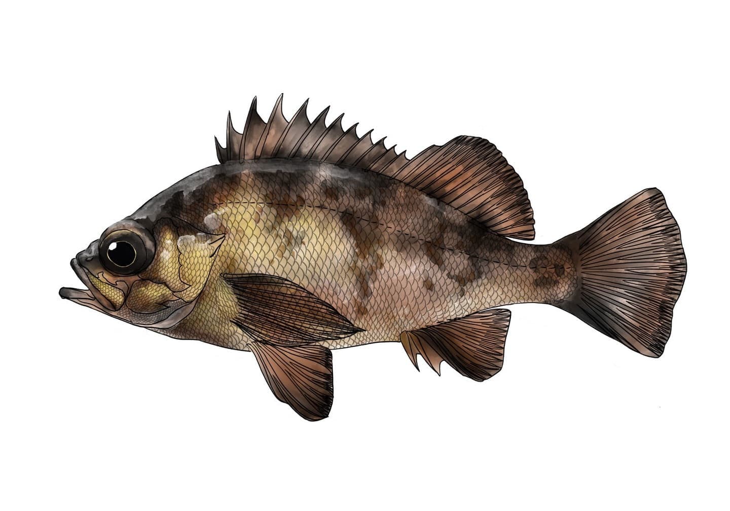 アカメバルの魚類図版。赤〜金色の体色と大きな眼を持ち、頬に棘がなく涙骨に2本の棘を持つ形態を示した側面図。