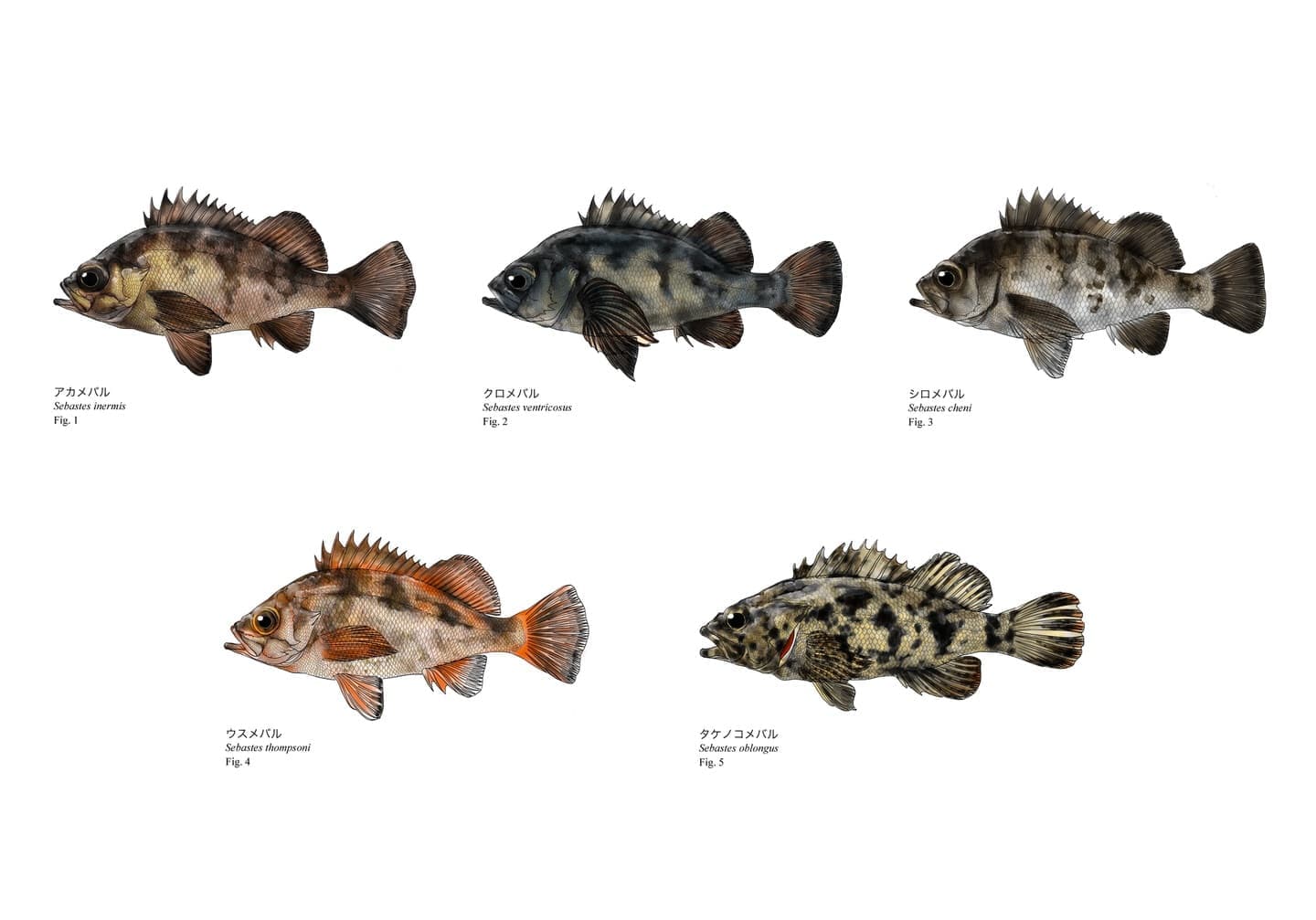 日本沿岸で見られるメバル類は外見が似ている一方で、体高や体色、眼径などに明確な差異があります。本図版では代表的な5種を同一スケールで配置し、識別に必要な形態的特徴を視覚的に整理しています。