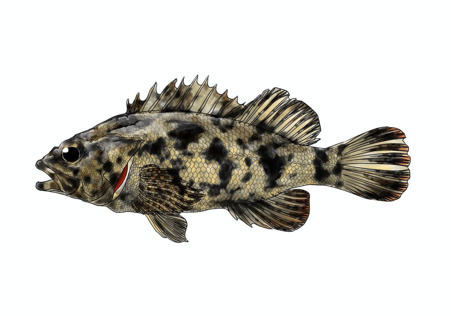 タケノコメバルの魚類図版。淡黄褐色の体色に暗色縦帯と眼周模様を持つ側面形態図。