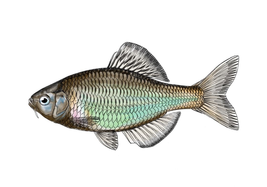 ミヤコタナゴの正確なイラスト