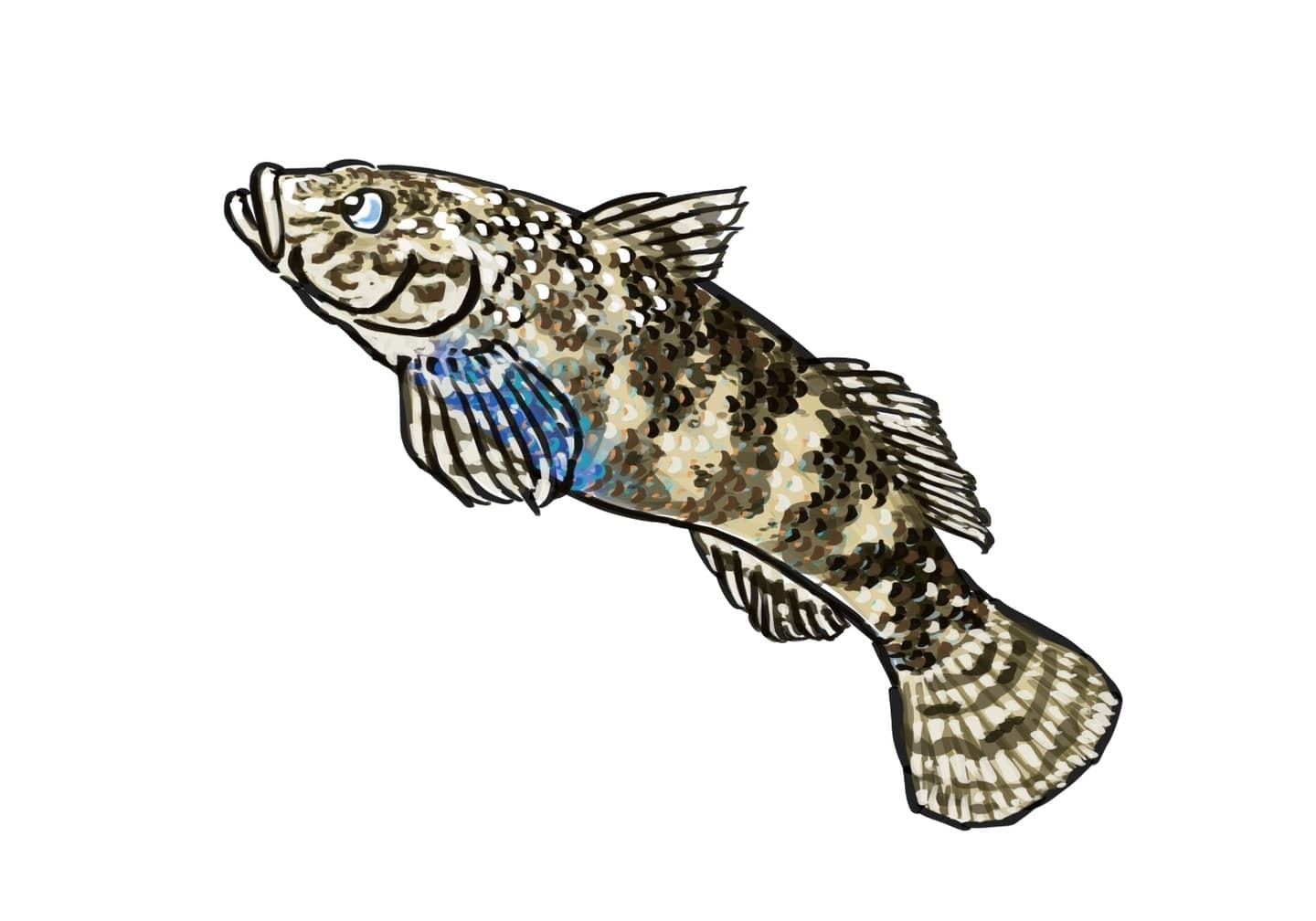 シマヨシノボリのイラスト。縞模様が描かれた小型の魚で、装飾的に表現されている。