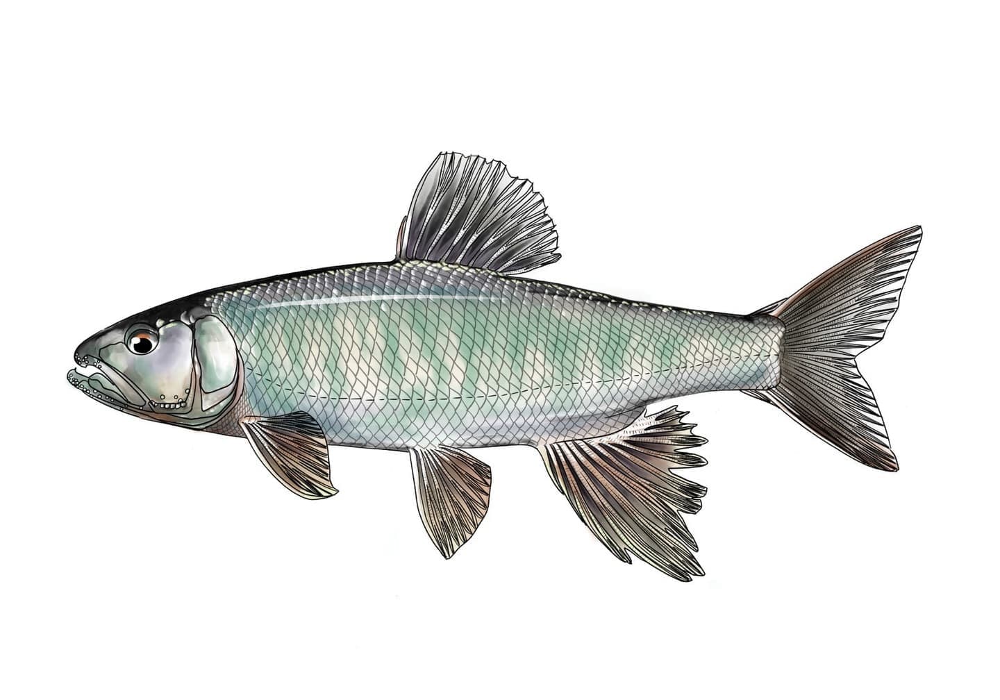 ハスの側面図。細長い体型と大きく開く口、背鰭と腹鰭の位置関係が確認できる魚類の図版。