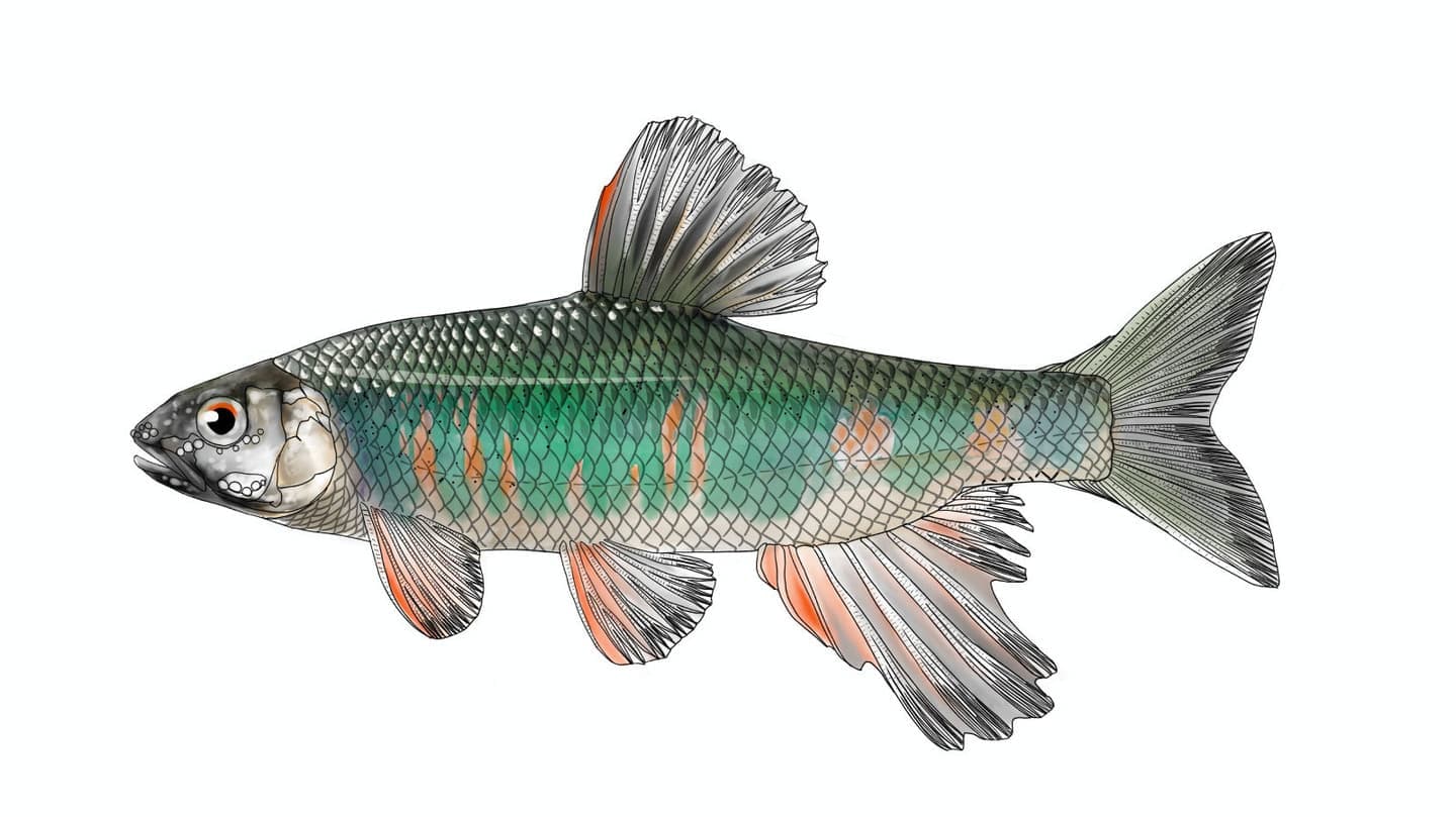 オイカワの側面図において、体側の緑色調と斑模様、各鰭の形状と色の違いを示した魚類図版