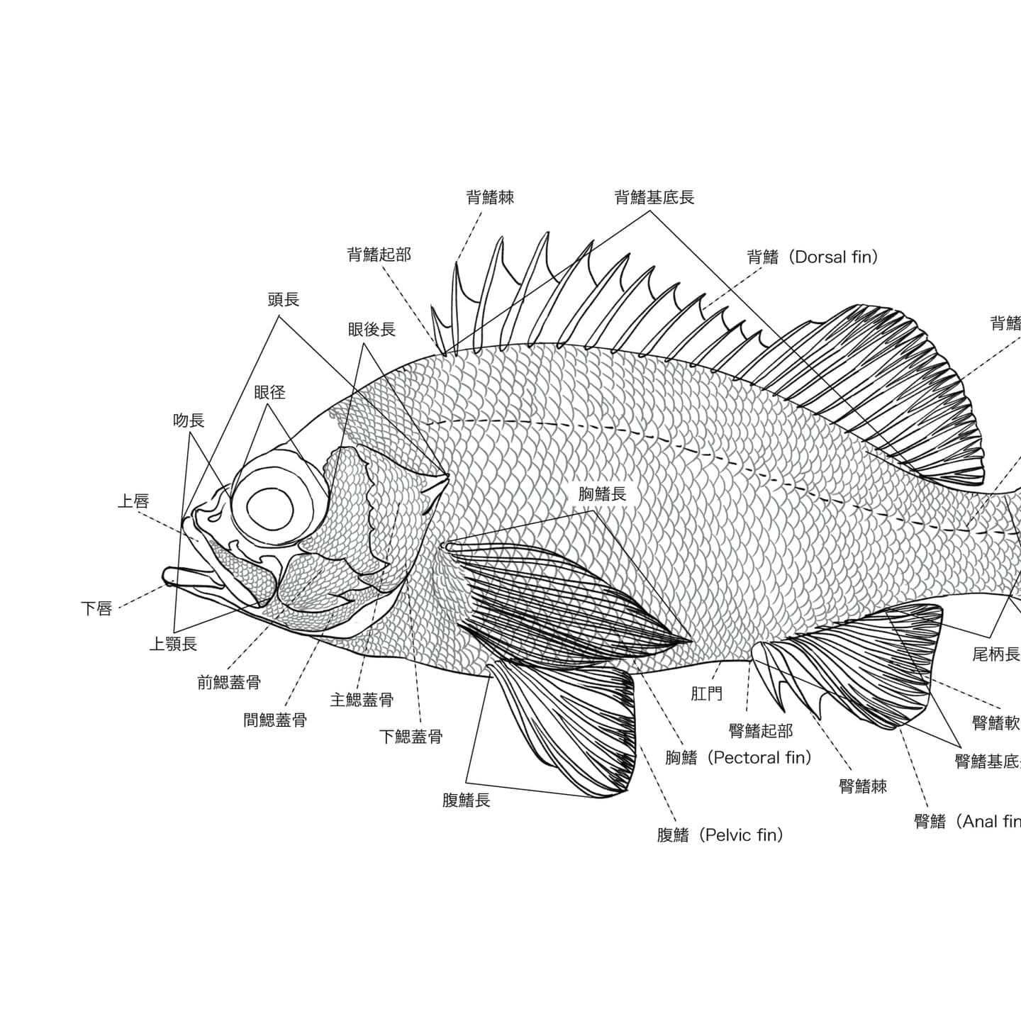 アカメバルをモデルとした魚類外部形態図版。背鰭、胸鰭、腹鰭、臀鰭、尾鰭、側線、有孔鱗、鰓蓋骨、頭長、眼径など魚類の主要な外部形態名称を示した解説図。