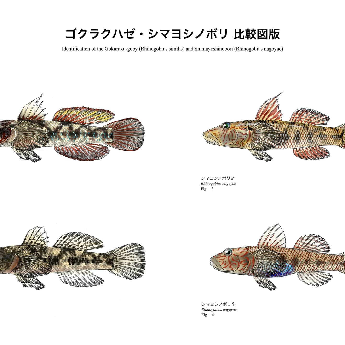 ゴクラクハゼ（Rhinogobius similis）とシマヨシノボリ（Rhinogobius nagoyae）の雄・雌および頭部形態を比較した魚類図版。V字状赤色帯の有無など識別形質を比較。