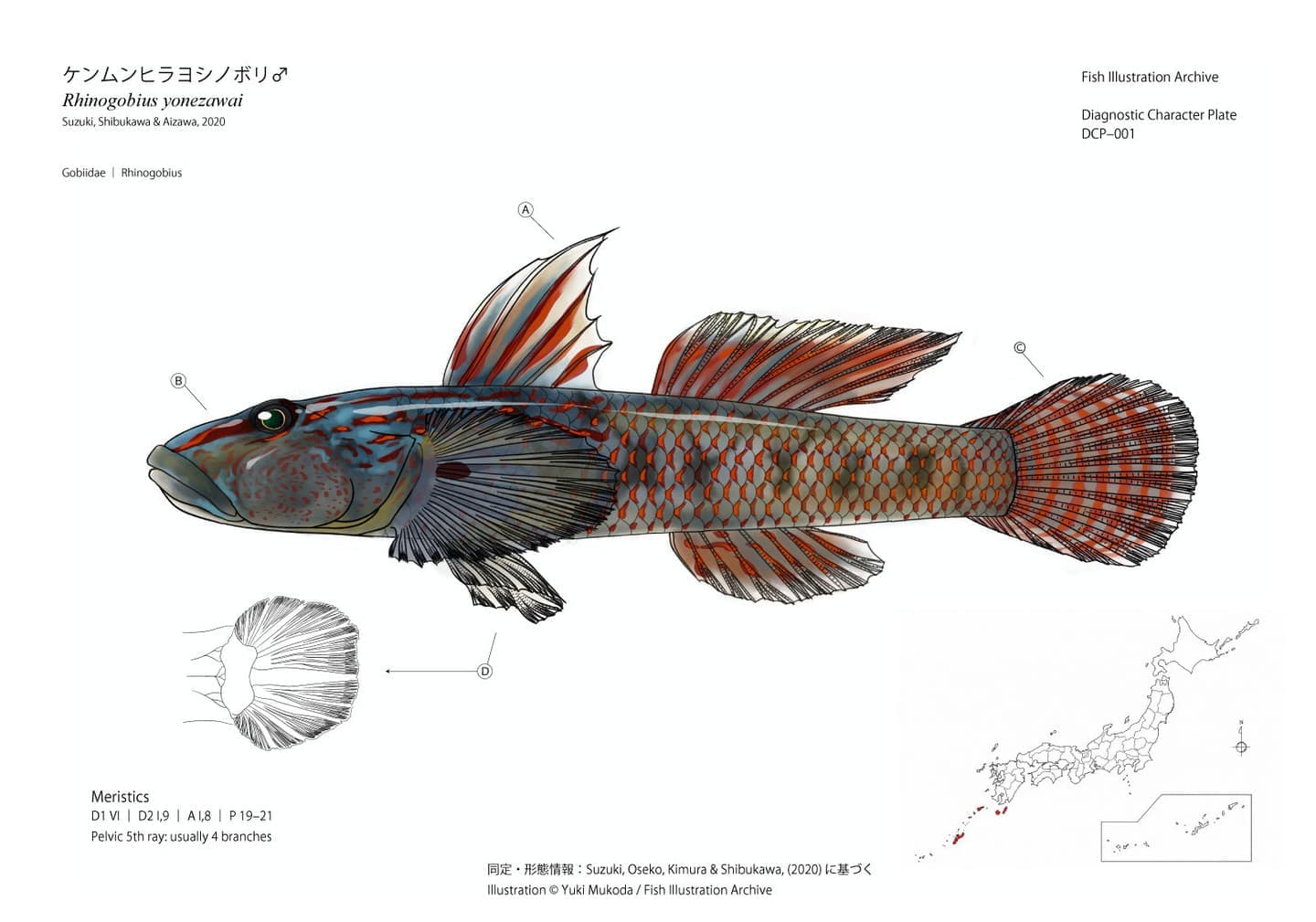 Diagnostic Character Plate（診断形質図版）として制作したケンムンヒラヨシノボリ（Rhinogobius yonezawai）雄の魚類図版。全身の側面図に第一背鰭、頭部、尾鰭、腹鰭の診断形質をA〜Dで示し、腹鰭の拡大図、計数形質（Meristics）、日本国内の確認分布図を併記した分類学的魚類イラスト。